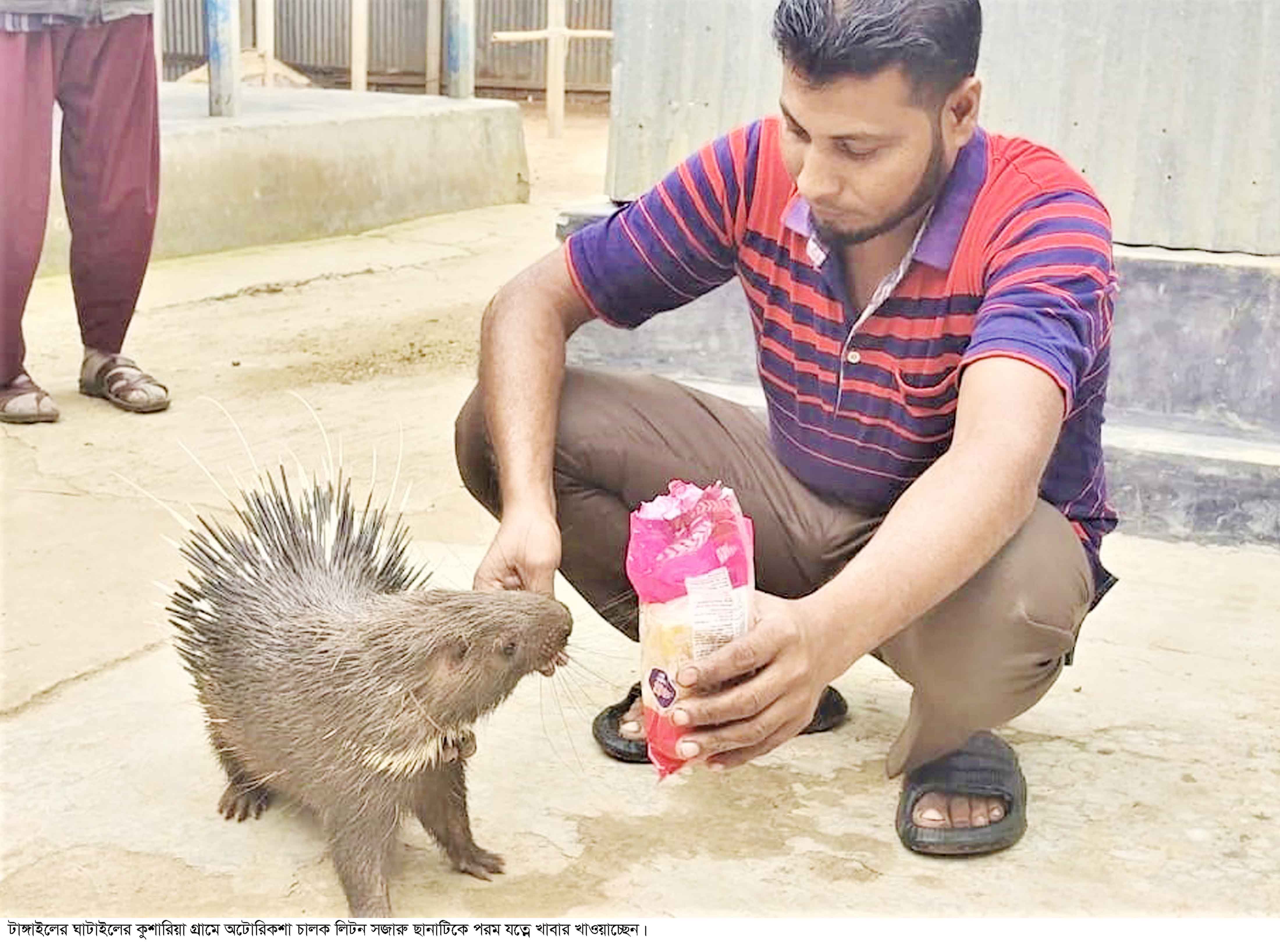 পোষ মেনেছে বিলুপ্তপ্রায় বন্যপ্রাণি সজারু