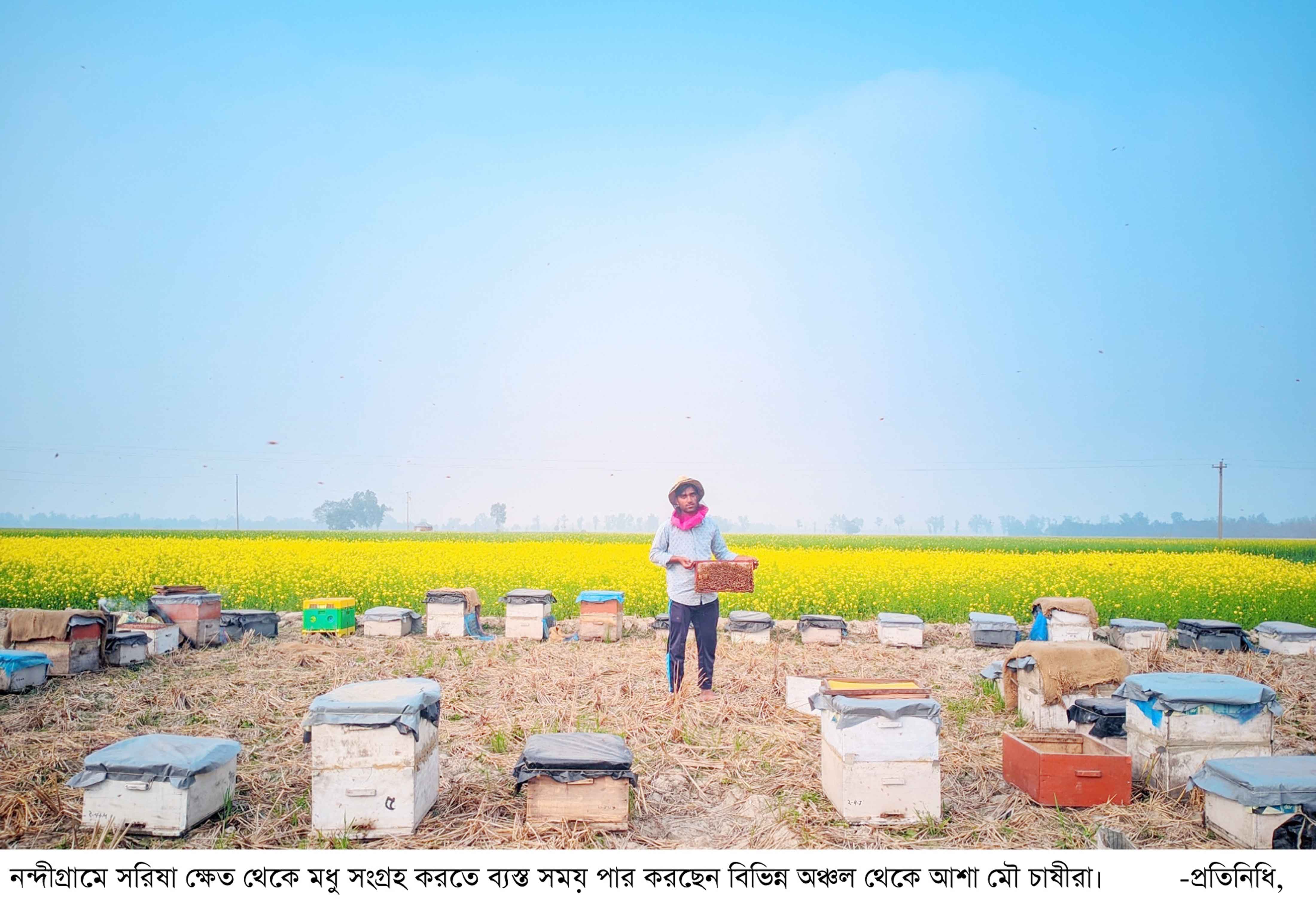 বগুড়ায় সরিষা ফুল থেকে মধু সংগ্রহে ব্যস্ত ভ্রাম্যমাণ মৌ চাষি