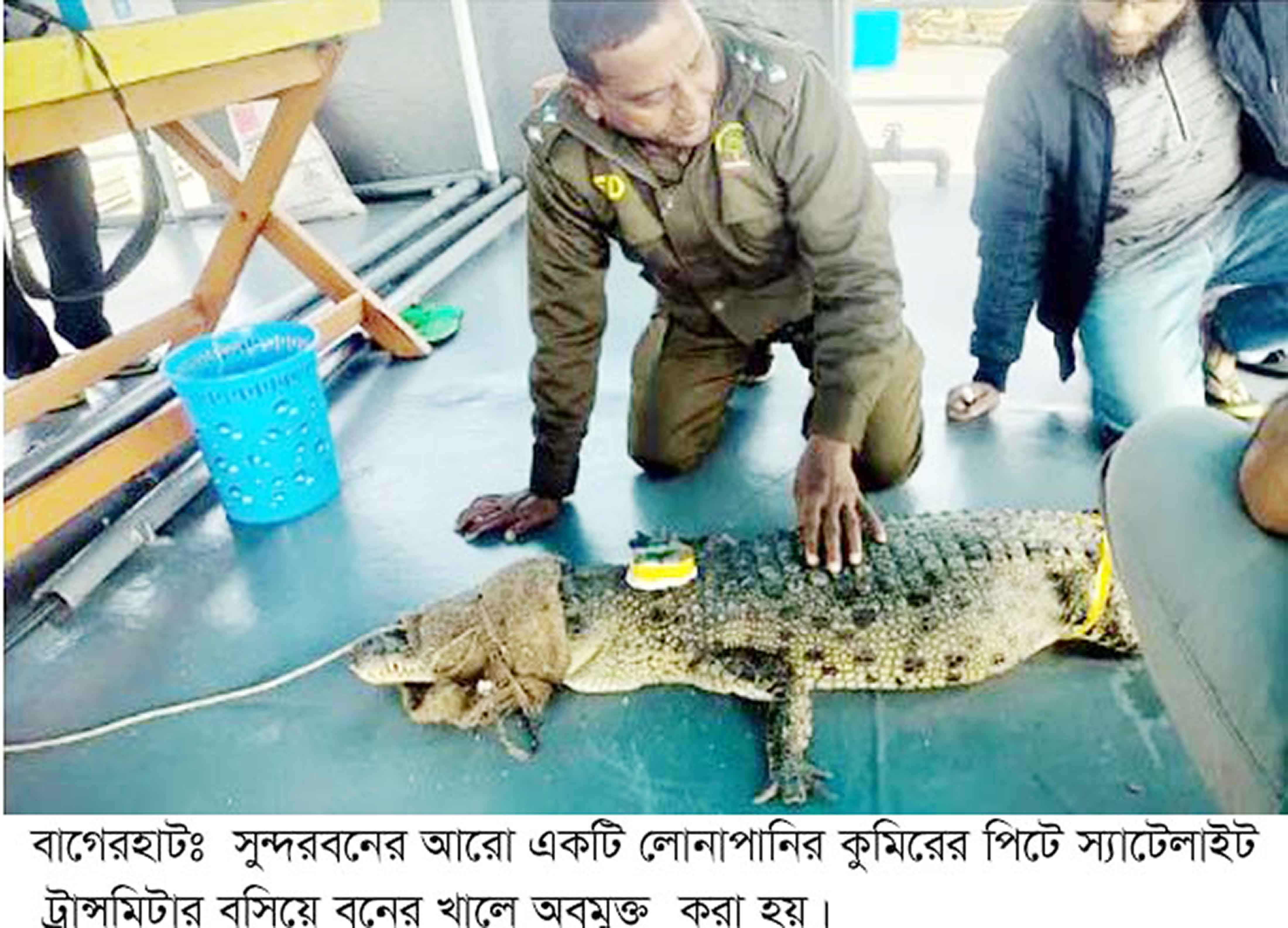পুর্ব-সুন্দরবনে আরও একটি কুমিরে বসানো হলো স্যাটেলাইট ট্রান্সমিটার