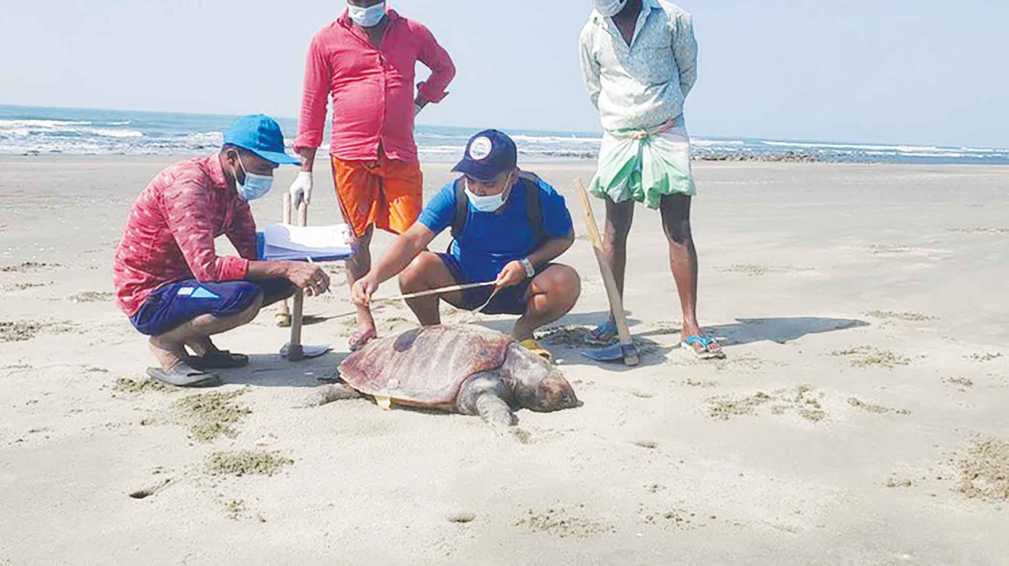 সৈকতে প্রজনন স্থলেই মারা যাচ্ছে বিপন্ন প্রজাতির কচ্ছপ