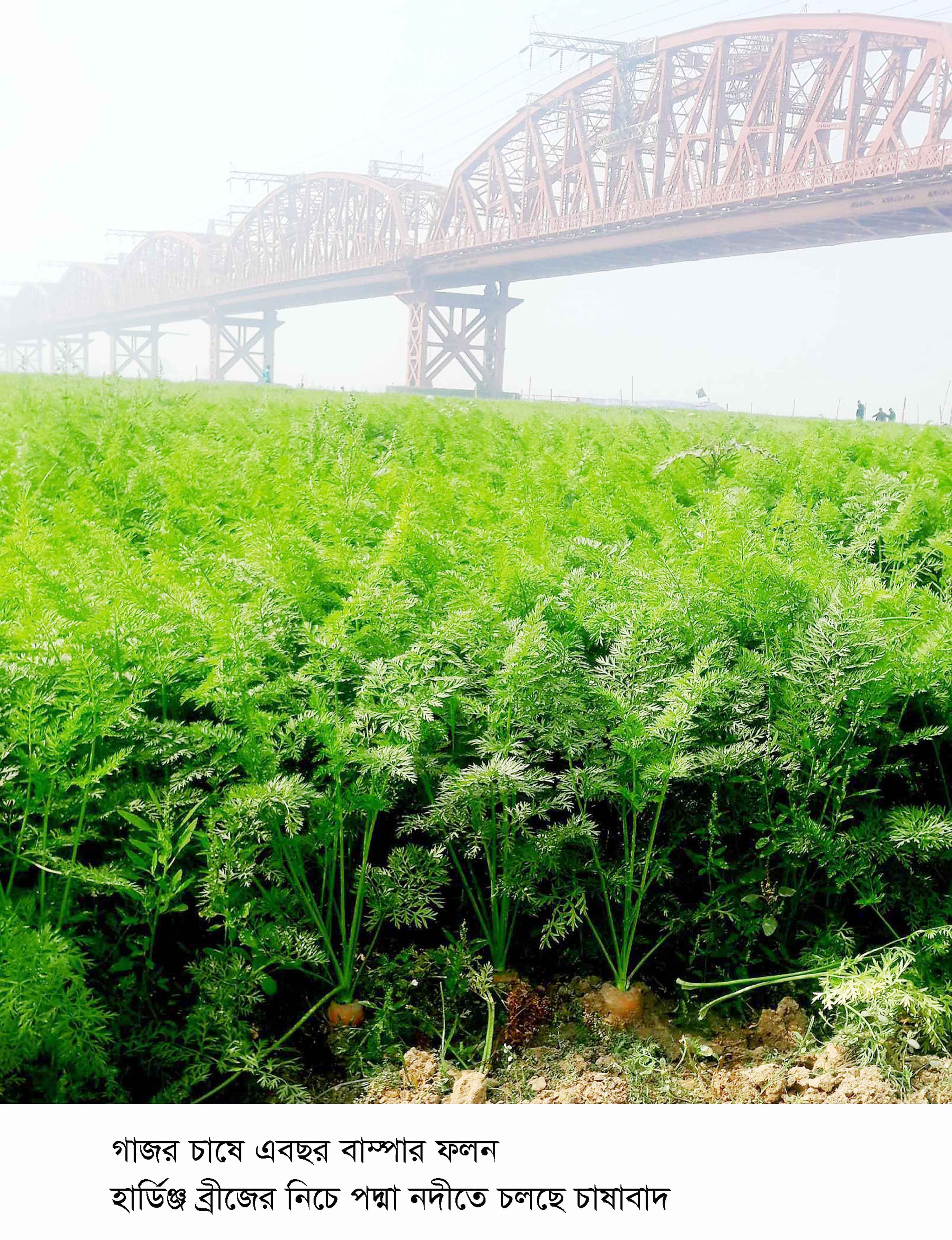 হার্ডিঞ্জ ব্রিজের নিচে প্রমত্তা পদ্মা শুকিয়ে হারিয়েছে জৌলুস