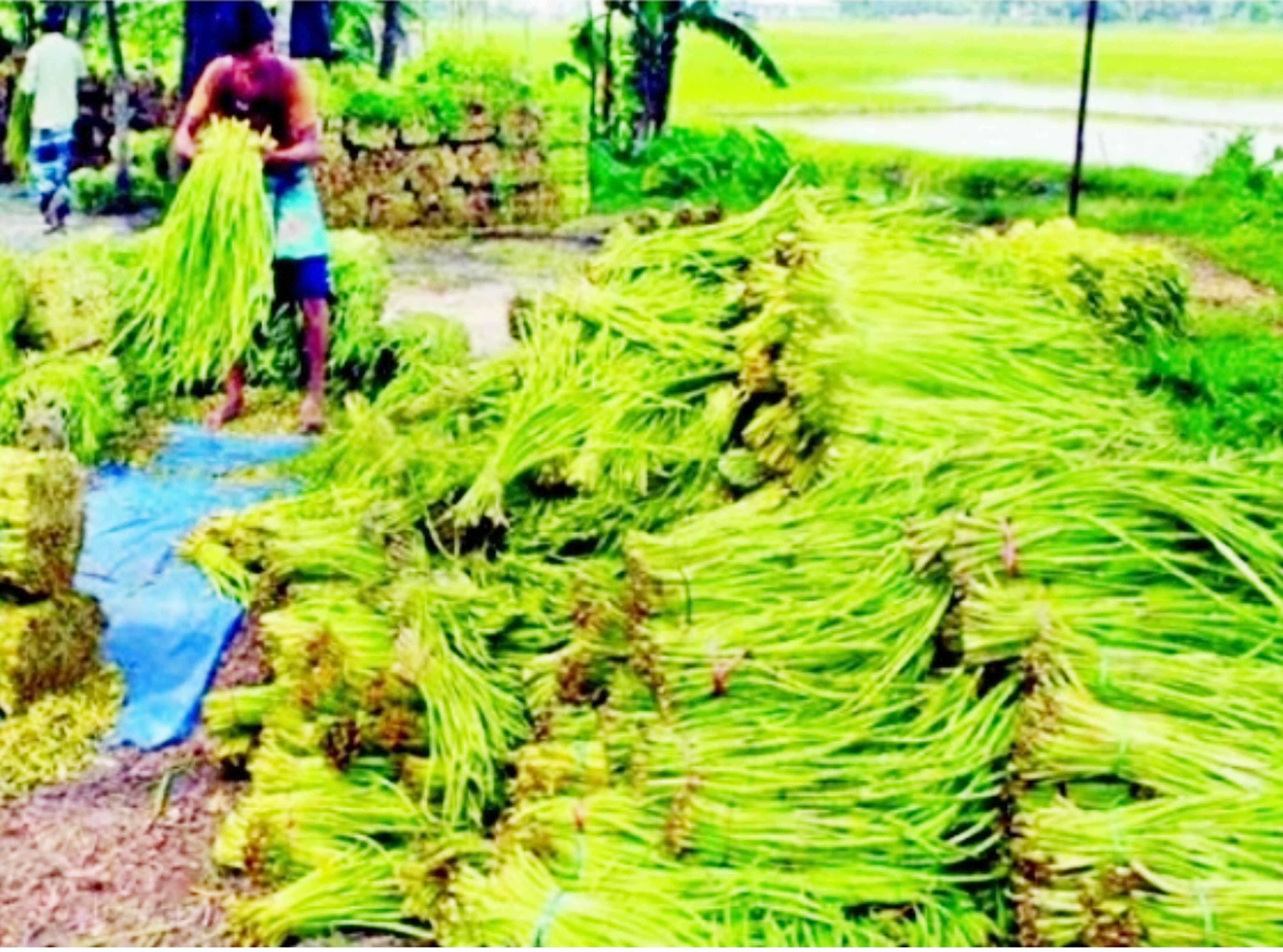 কুমিলস্নার কচুর লতি রপ্তানি হচ্ছে ইউরোপ-আমেরিকায়
