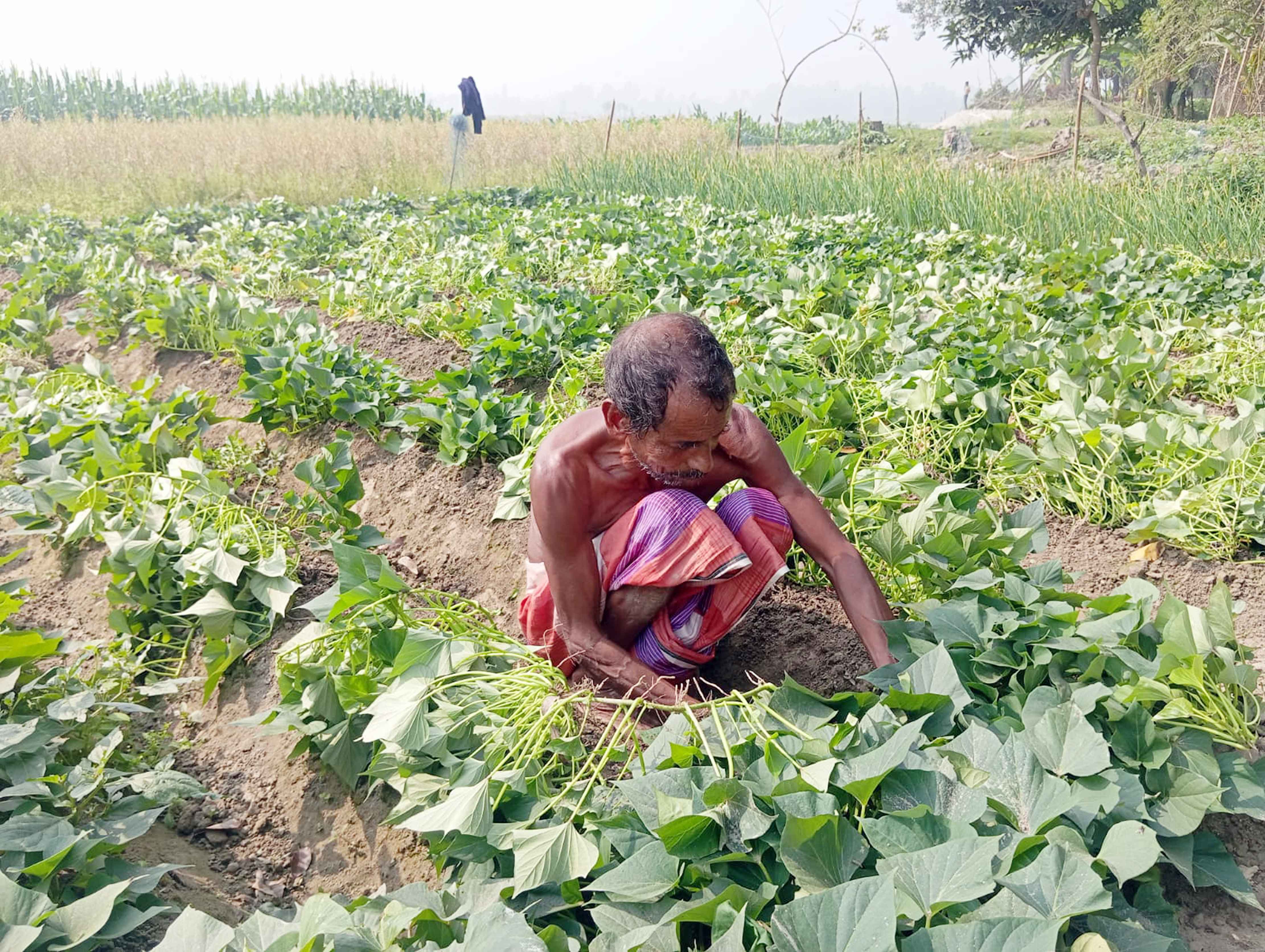 সারিয়াকান্দির মিষ্টি আলু কন্টাক্ট ফার্মিংয়ে যাচ্ছে জাপানে!