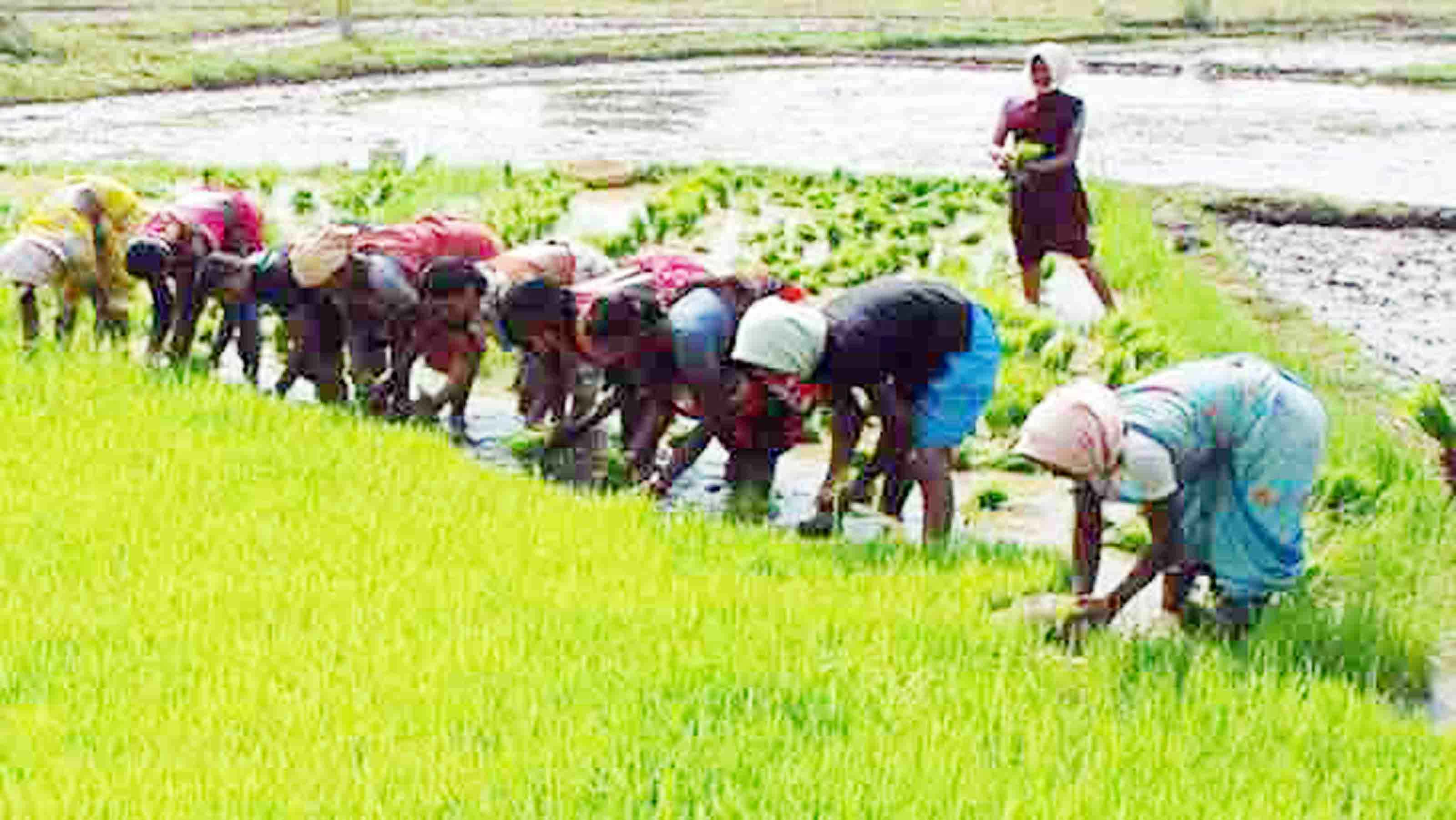 অপরিকল্পিত নগরায়ণ কৃষি খাতের জন্য হুমকি