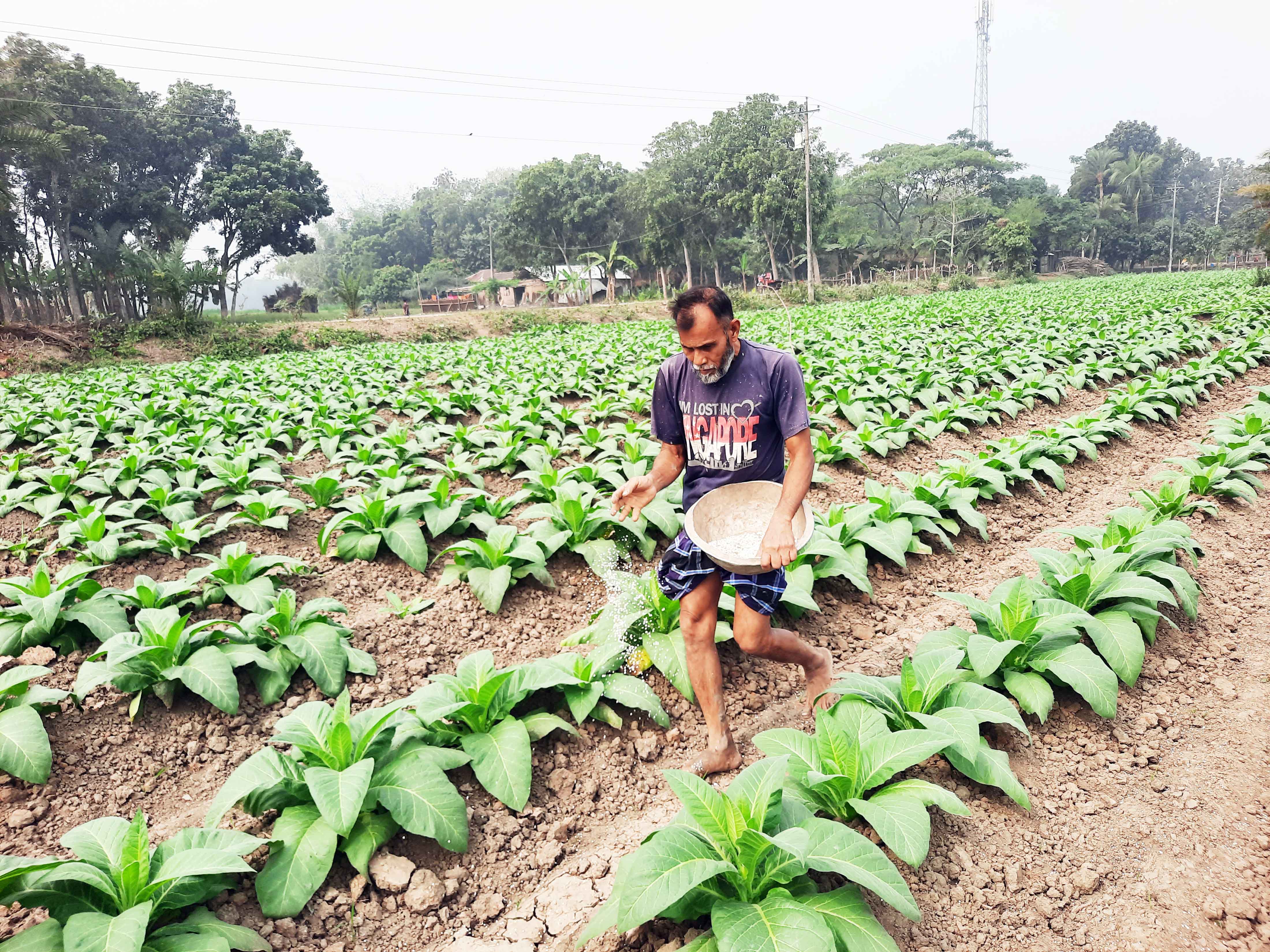 ঝিনাইদহ ফসলি জমিতে তামাক আর নদীর বুকে ধান চাষ