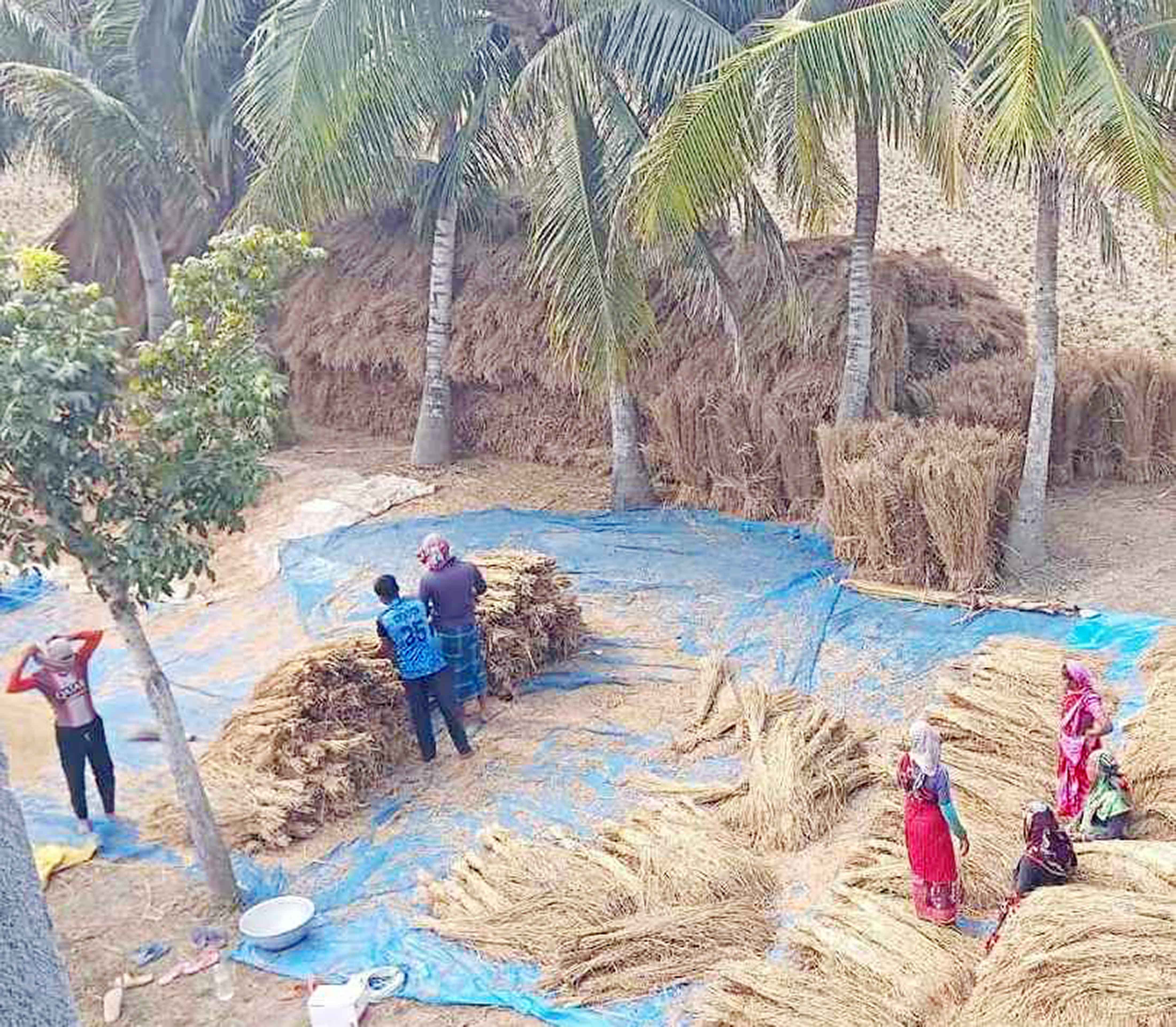 শ্যামনগরে আমন মৌসুমের ধান সংগ্রহ অভিযান ব্যর্থ