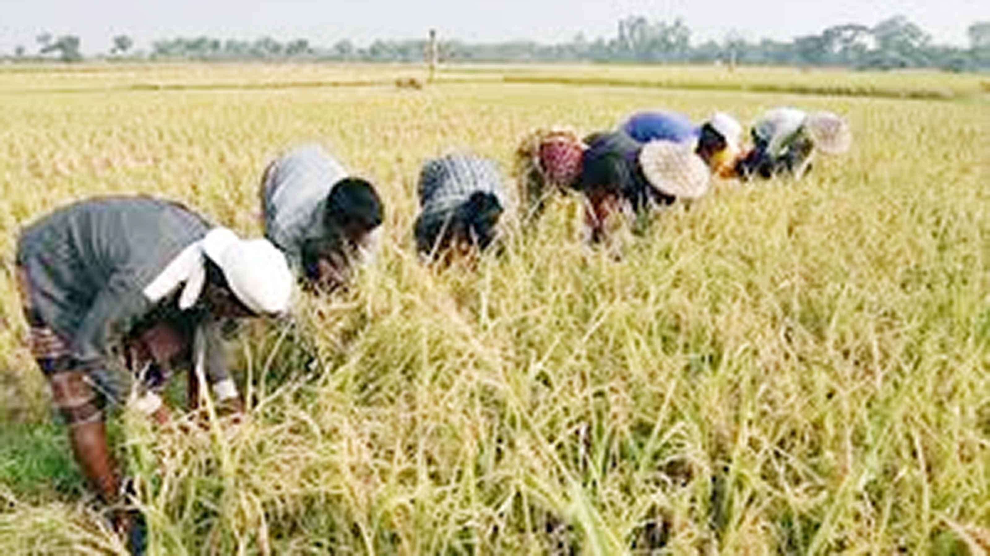 কৃষি জমি রক্ষায় দেশ এগিয়ে যাবে