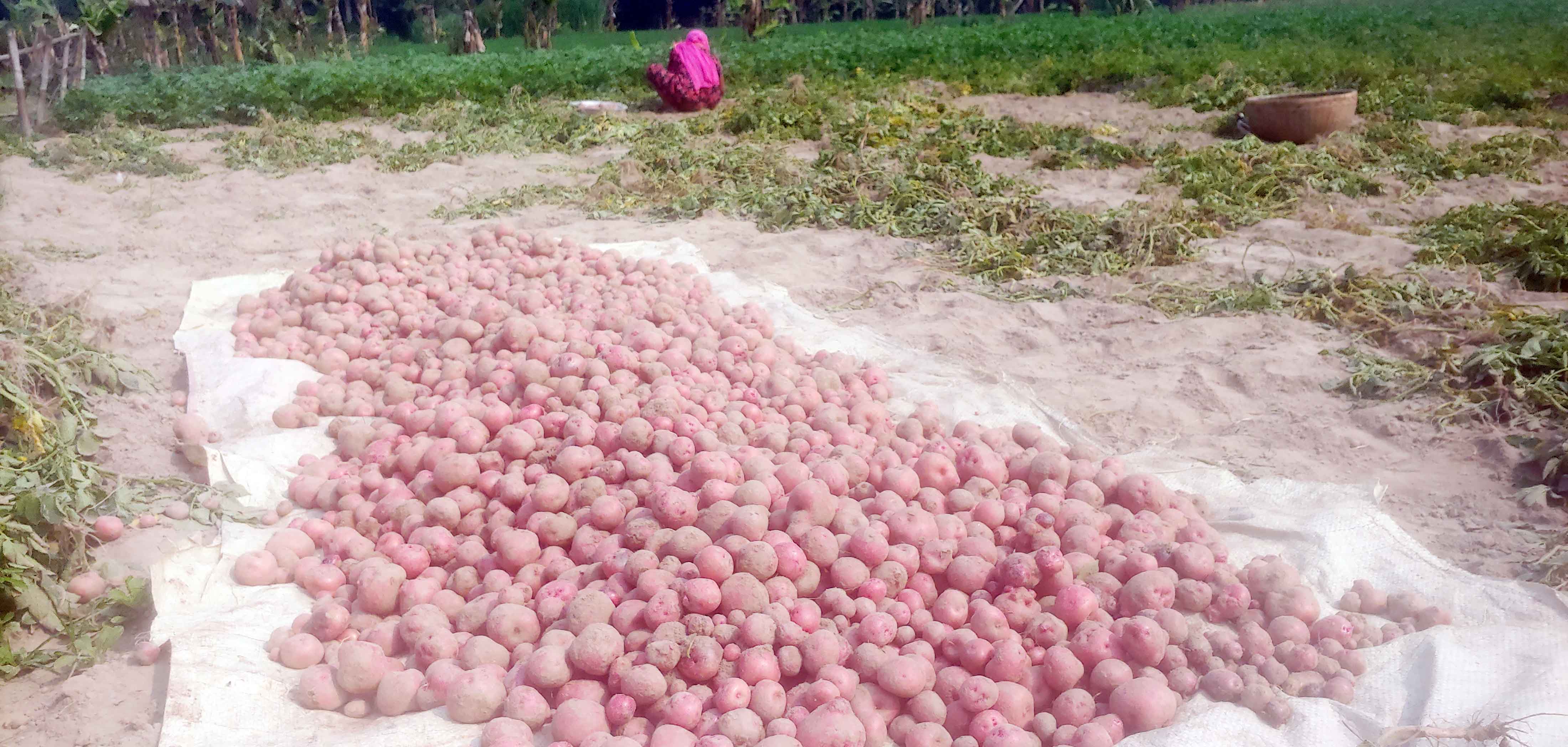 বদলগাছীতে আলুর বাম্পার ফলনেও দামে হতাশ কৃষক