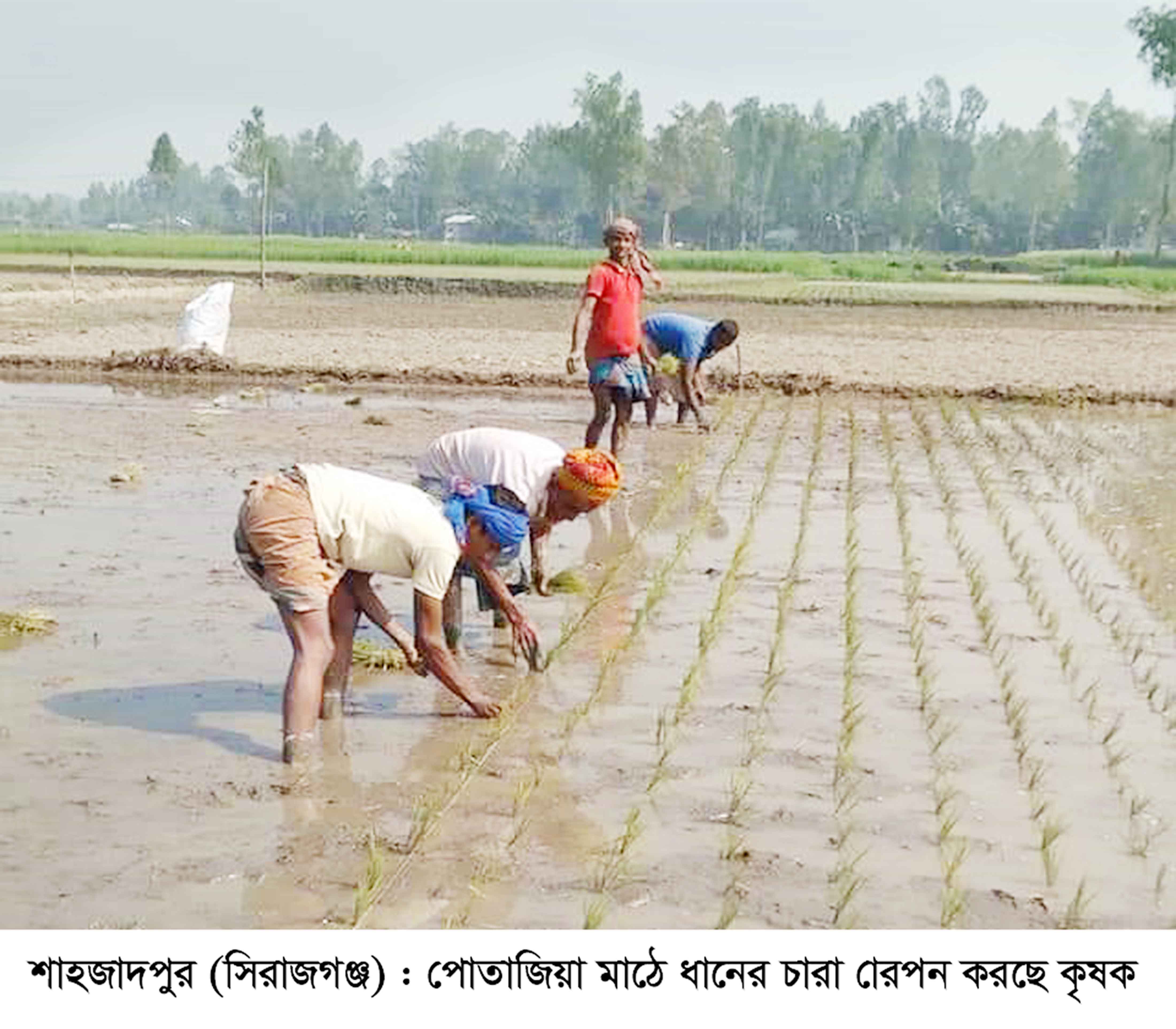 ইরি-বোরো চাষে ব্যস্ত শাহজাদপুরের কৃষক