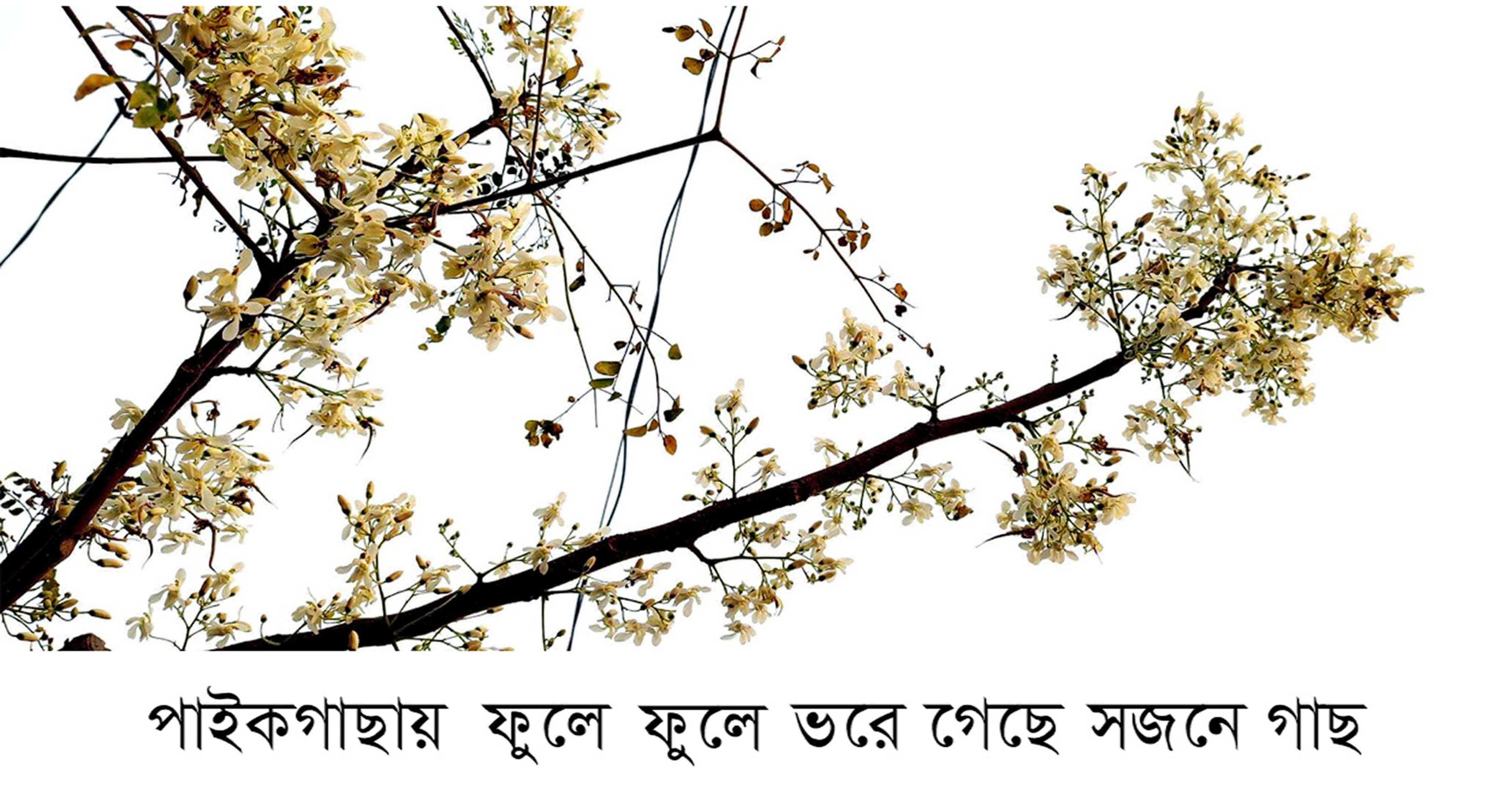 পাইকগাছায় সাদা ফুলে ভরে গেছে প্রতিটি সজনে গাছ