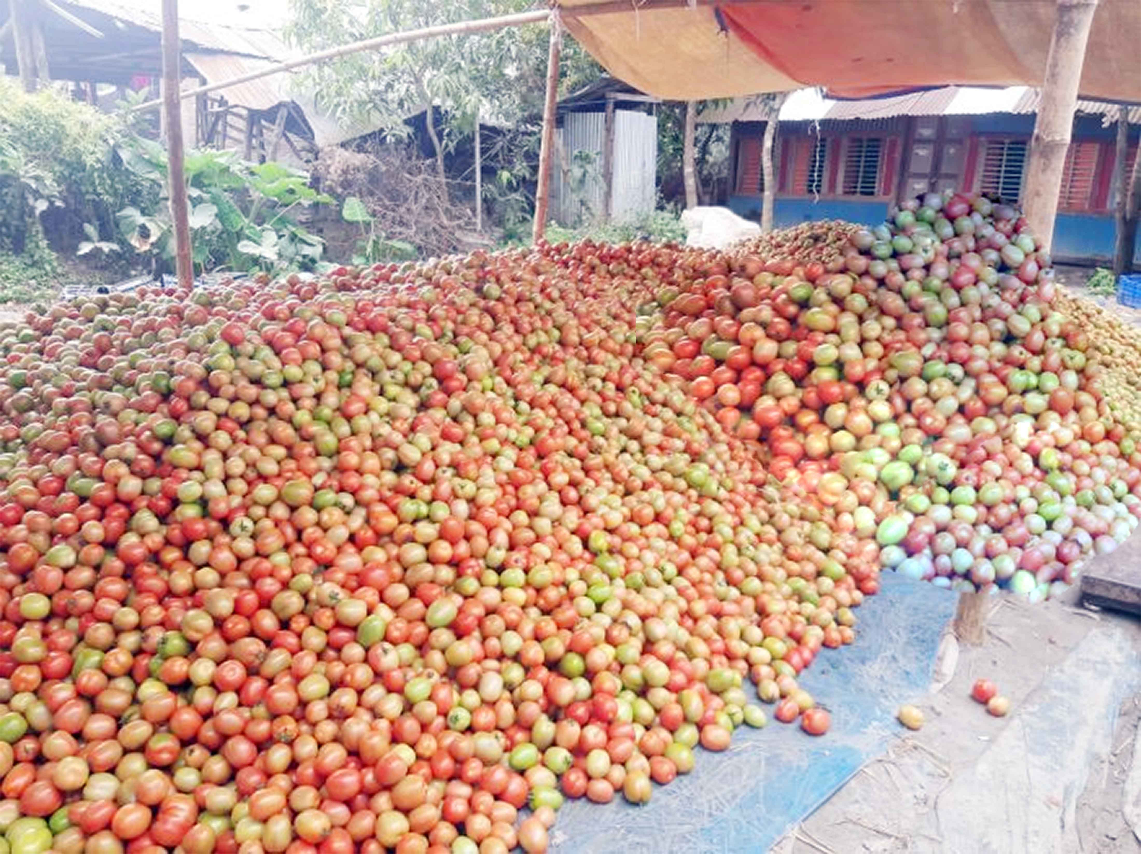 চিতলমারীতে টমেটো ক্ষেতেই নষ্ট হচ্ছে