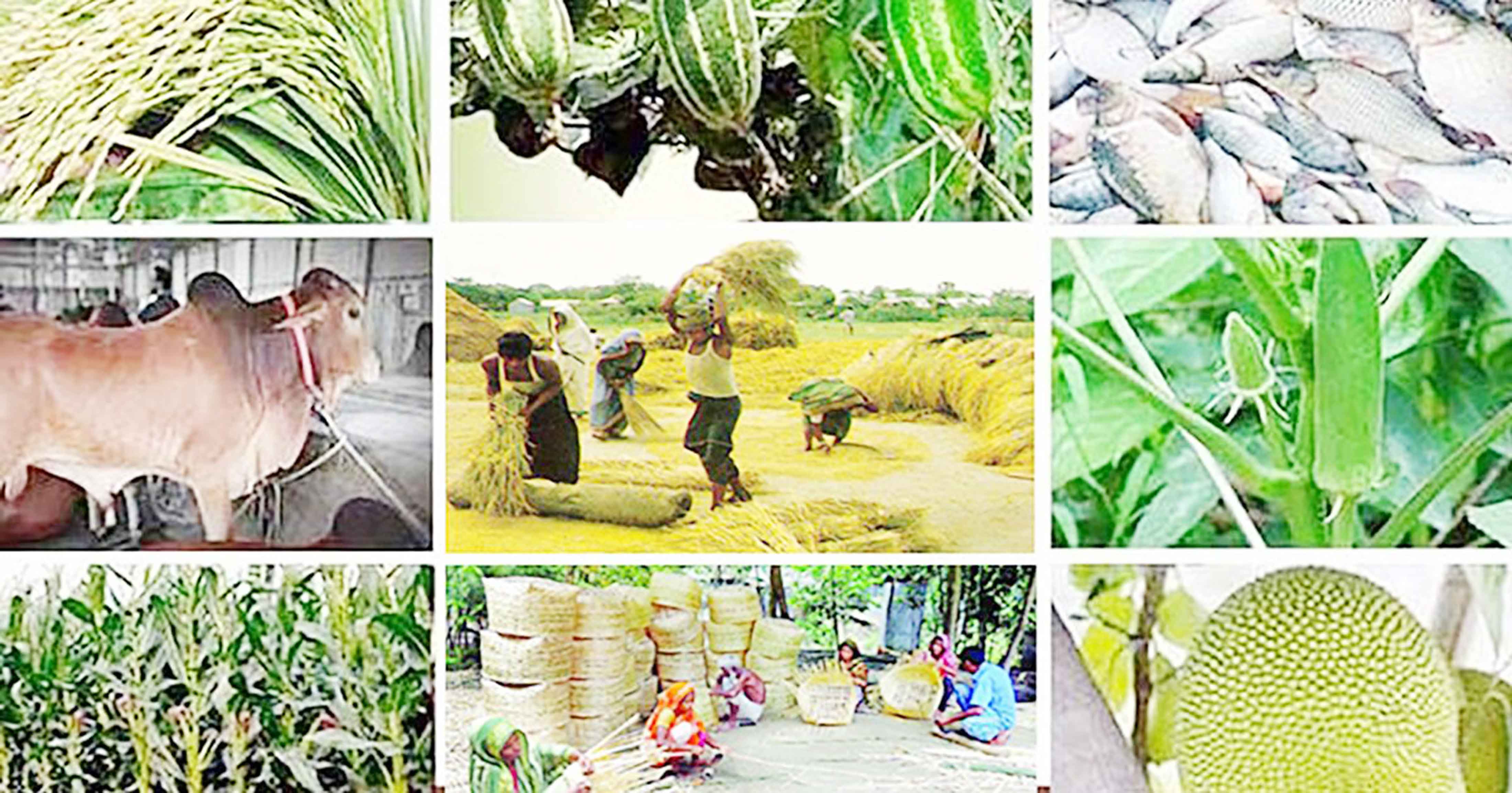 মেঠোপথের জনপদে অর্থনীতির বুনন