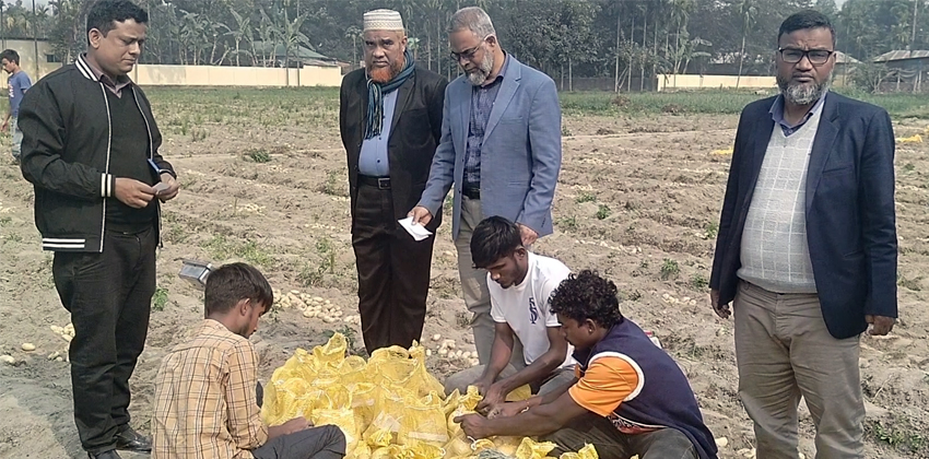 ঠাকুরগাঁওয়ের আলু যাচ্ছে বিশ্ব বাজারে