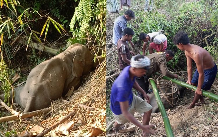 লোকালয়ে ঢুকে পড়া হাতি শাবকের ঠাঁই হলো ডুলাহাজারা সাফারি পার্কে