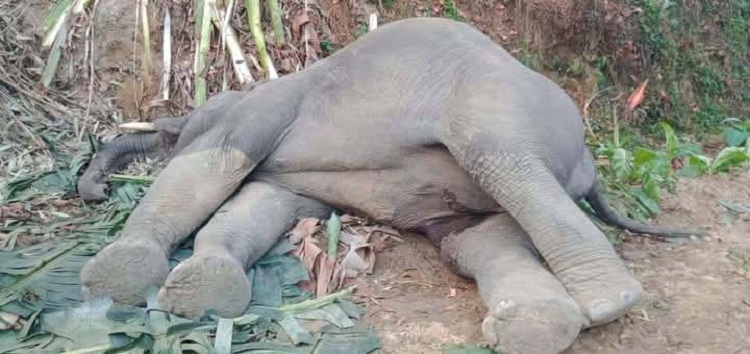 চকরিয়ায় বন্য হাতির মৃত্যু