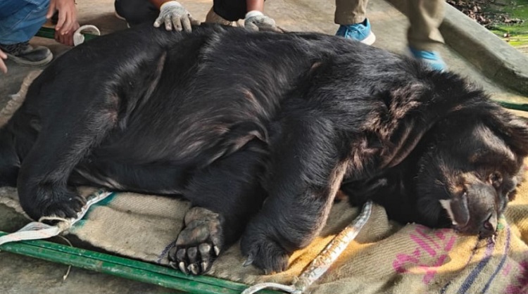দিনাজপুর থেকে উদ্ধার ৫ ভাল্লুকের ঠাঁই হয়েছে গাজীপুর সাফারি পার্কে