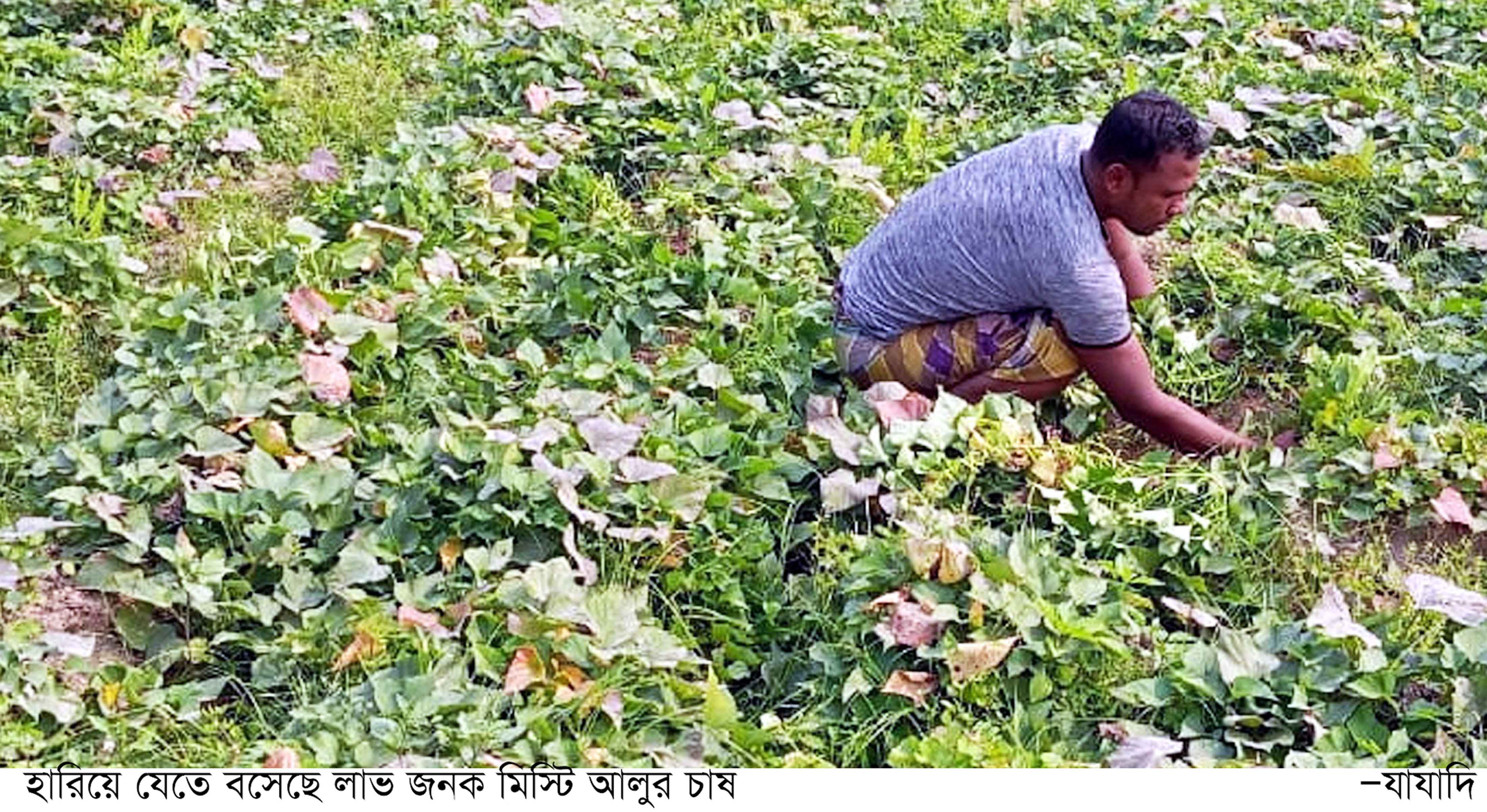 কাজিপুরে কমছে আলুর চাষ
