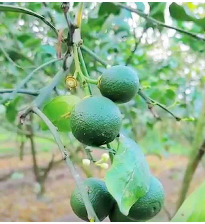 আটঘরিয়ায় মাল্টা চাষে সফল রতন মিয়া
