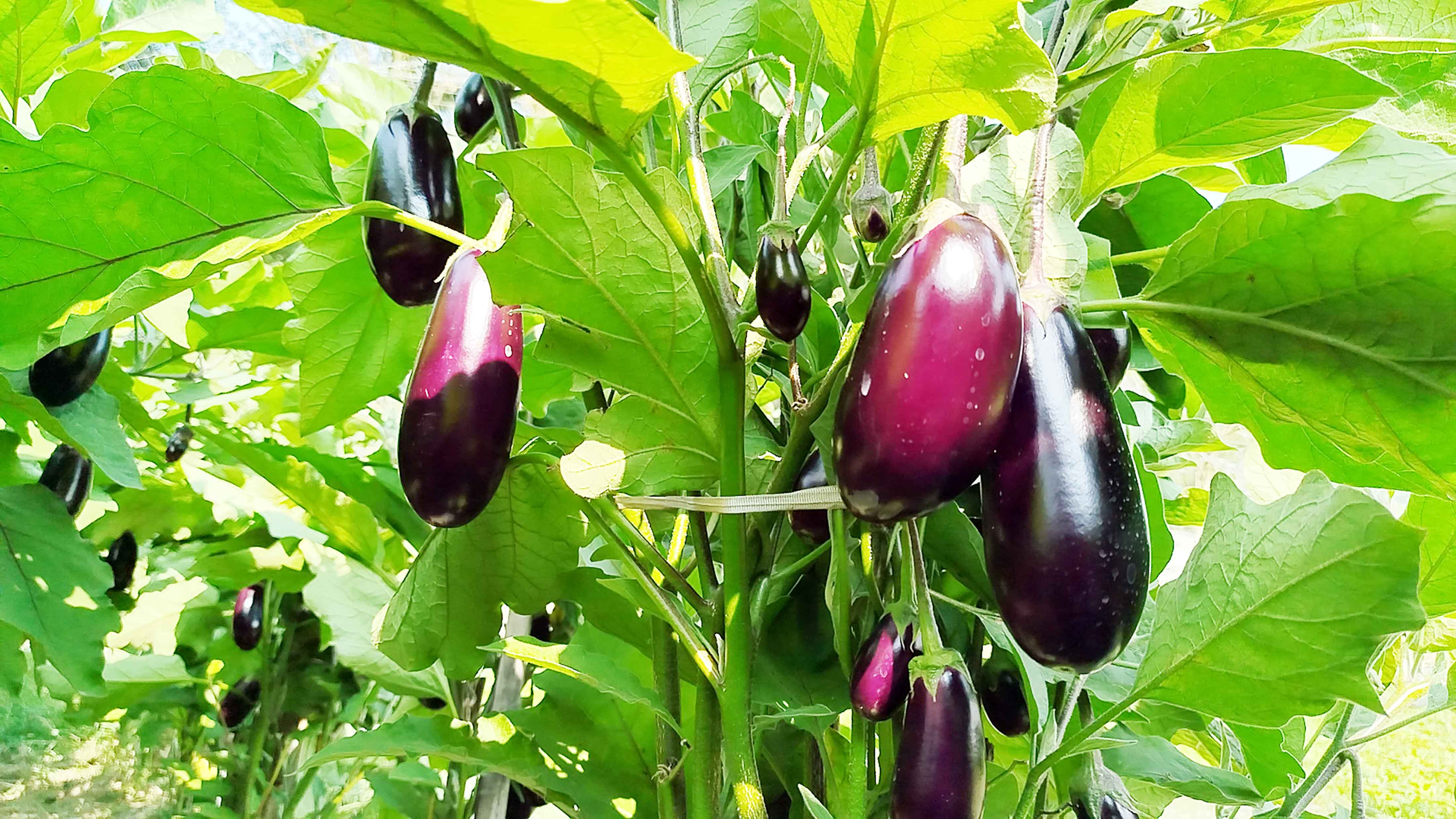 কালিয়ায় কৃষি কাজের ধারণা বদলে দিয়েছেন ৩ ভাই