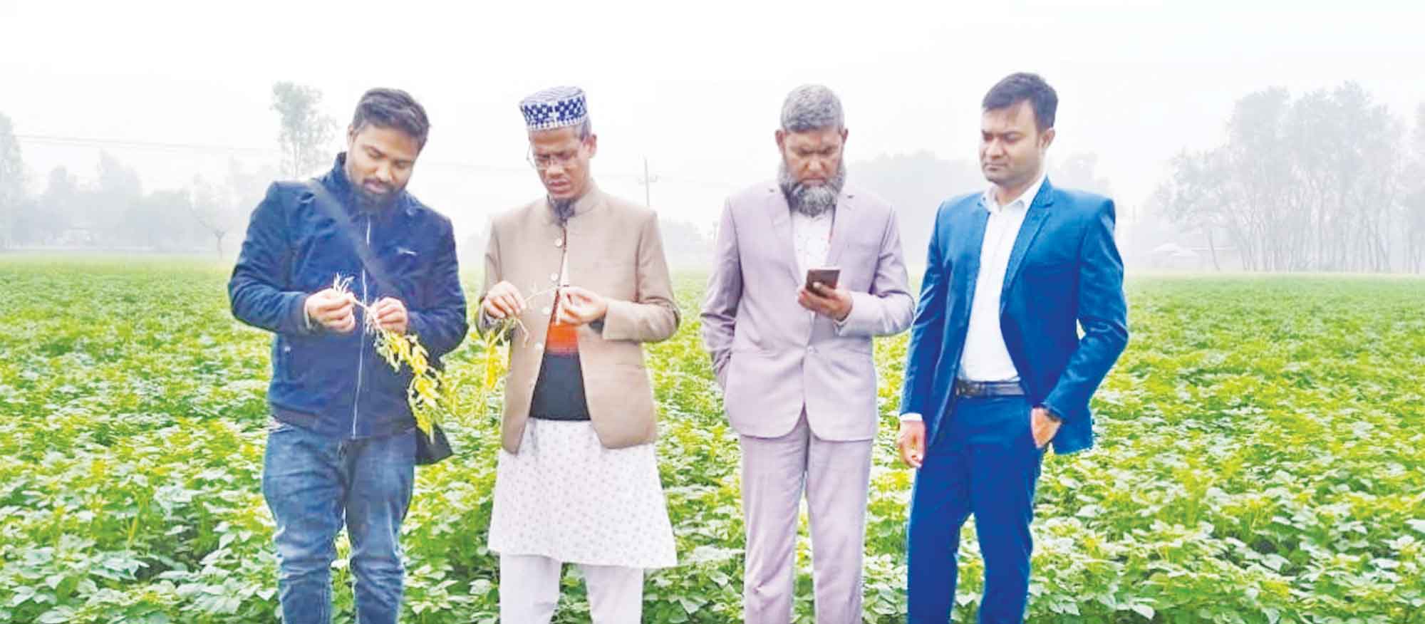 নন্দীগ্রামে আলুর বাম্পার ফলন মাঠ পরিদর্শনে কৃষি কর্মকর্তারা