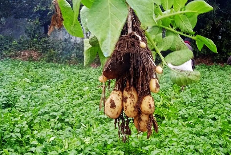 পার্বতীপুরে আলুর বাম্পার ফলন