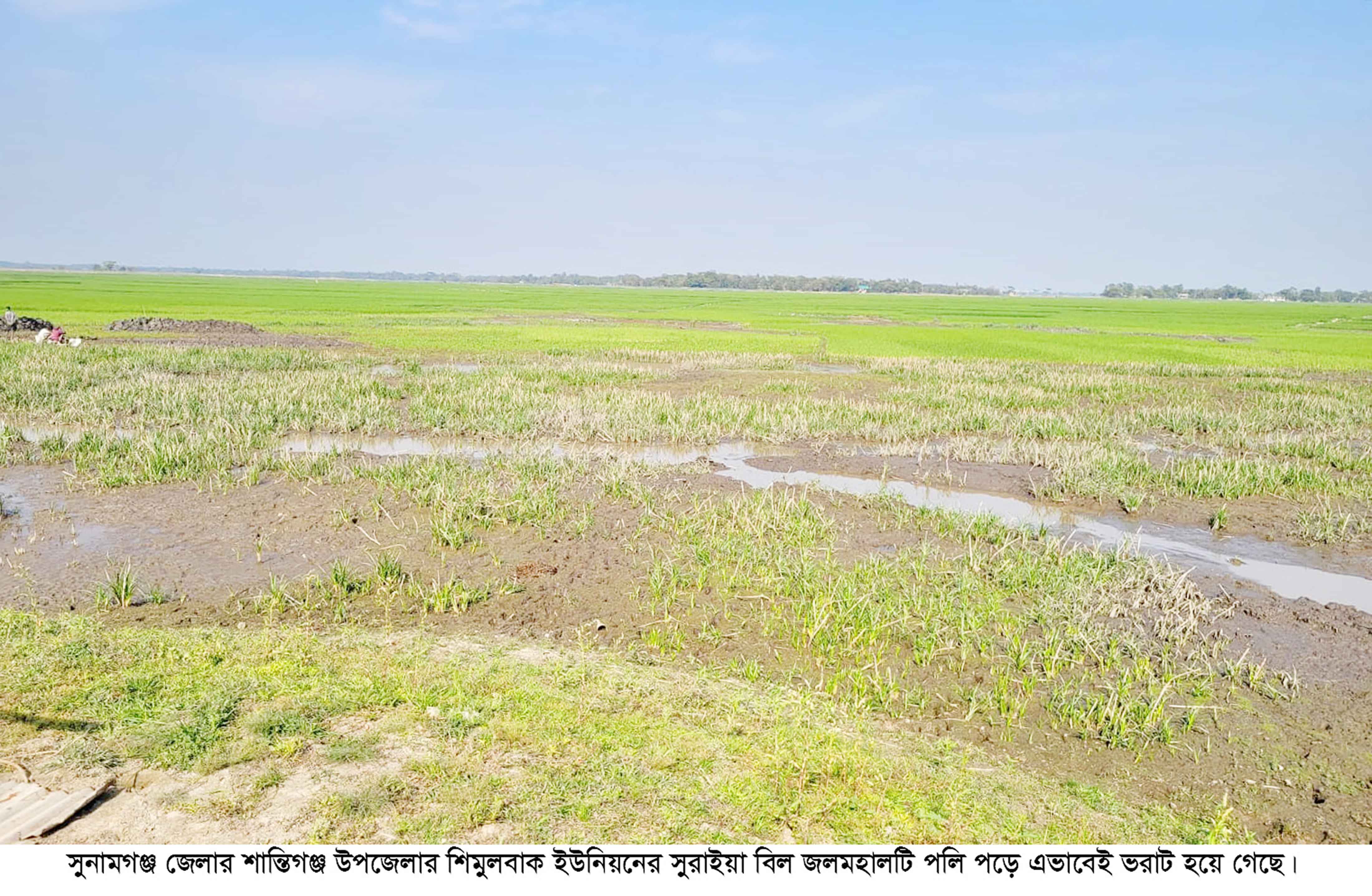 হাওড়ে শুকিয়ে যাচ্ছে জলমহাল, সেচ সংকটে কয়েকশ' হেক্টর জমি