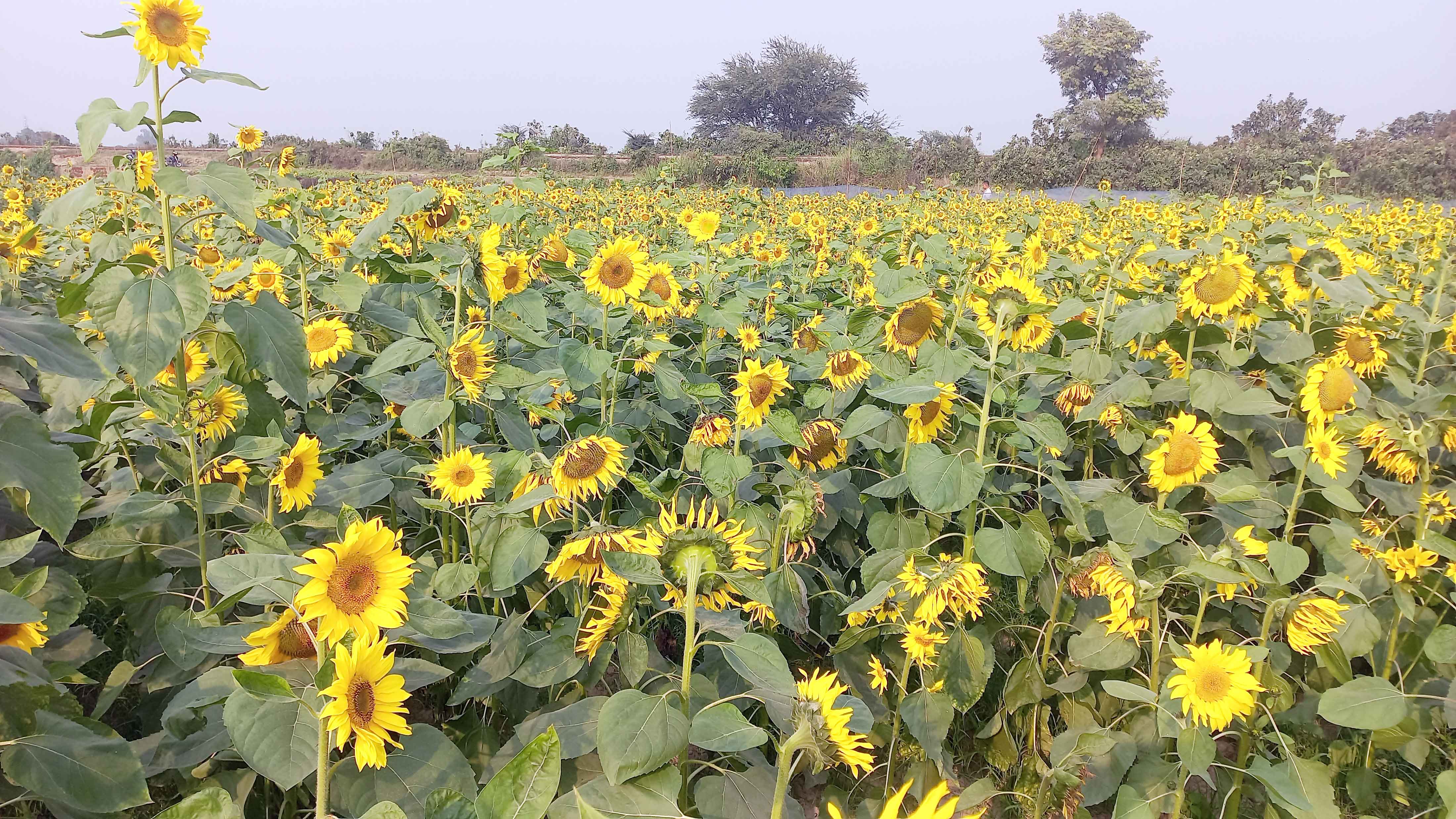 ব্রাহ্মণবাড়িয়ায় সূর্যমুখী ফুলের হাসিতে কৃষকের মুখে হাসি