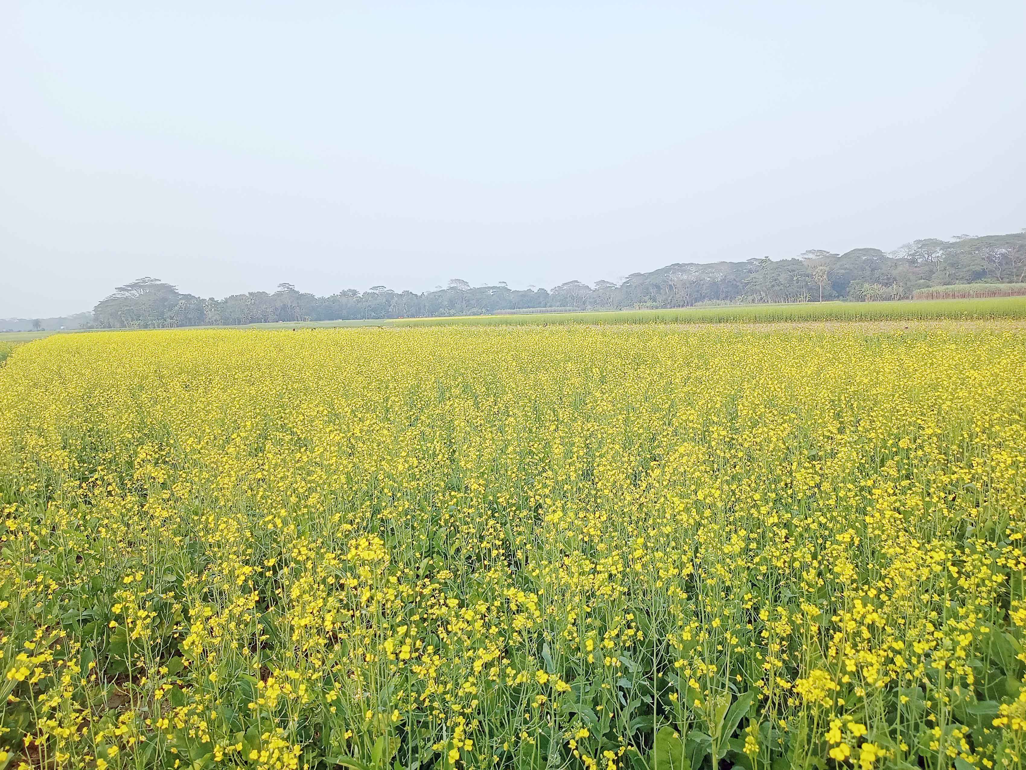 চলতি মৌসুমে সরিষার আবাদে লক্ষ্যমাত্রা অতিক্রমের আশা