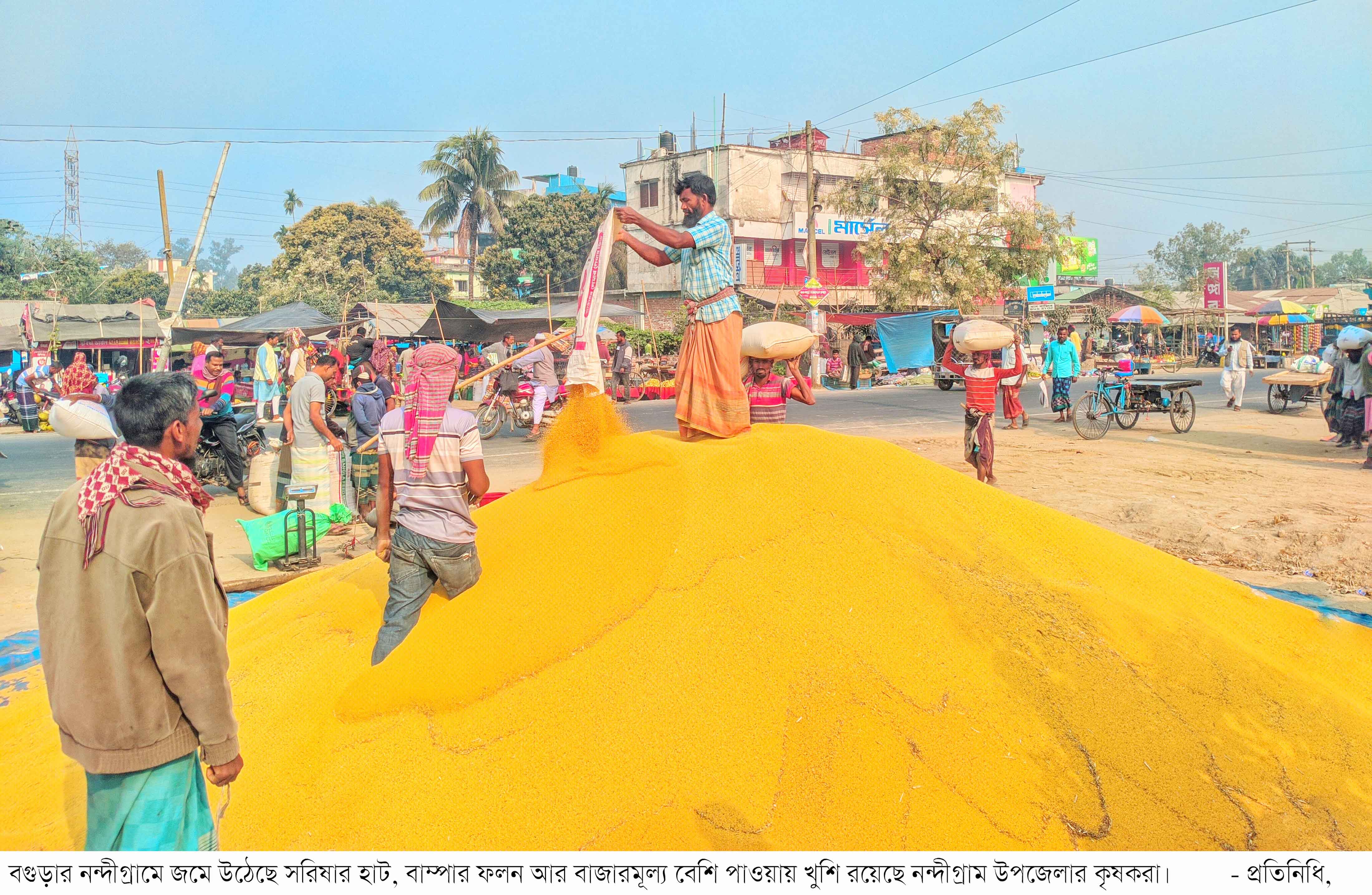 নন্দীগ্রামে জমে উঠেছে সরিষার হাট বাম্পার ফলন ও দামে চাষিরা খুশি
