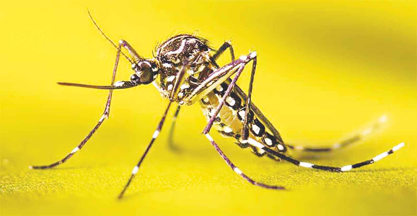 ফিলিপাইনে মশা দিলে মিলবে নগদ অর্থ
