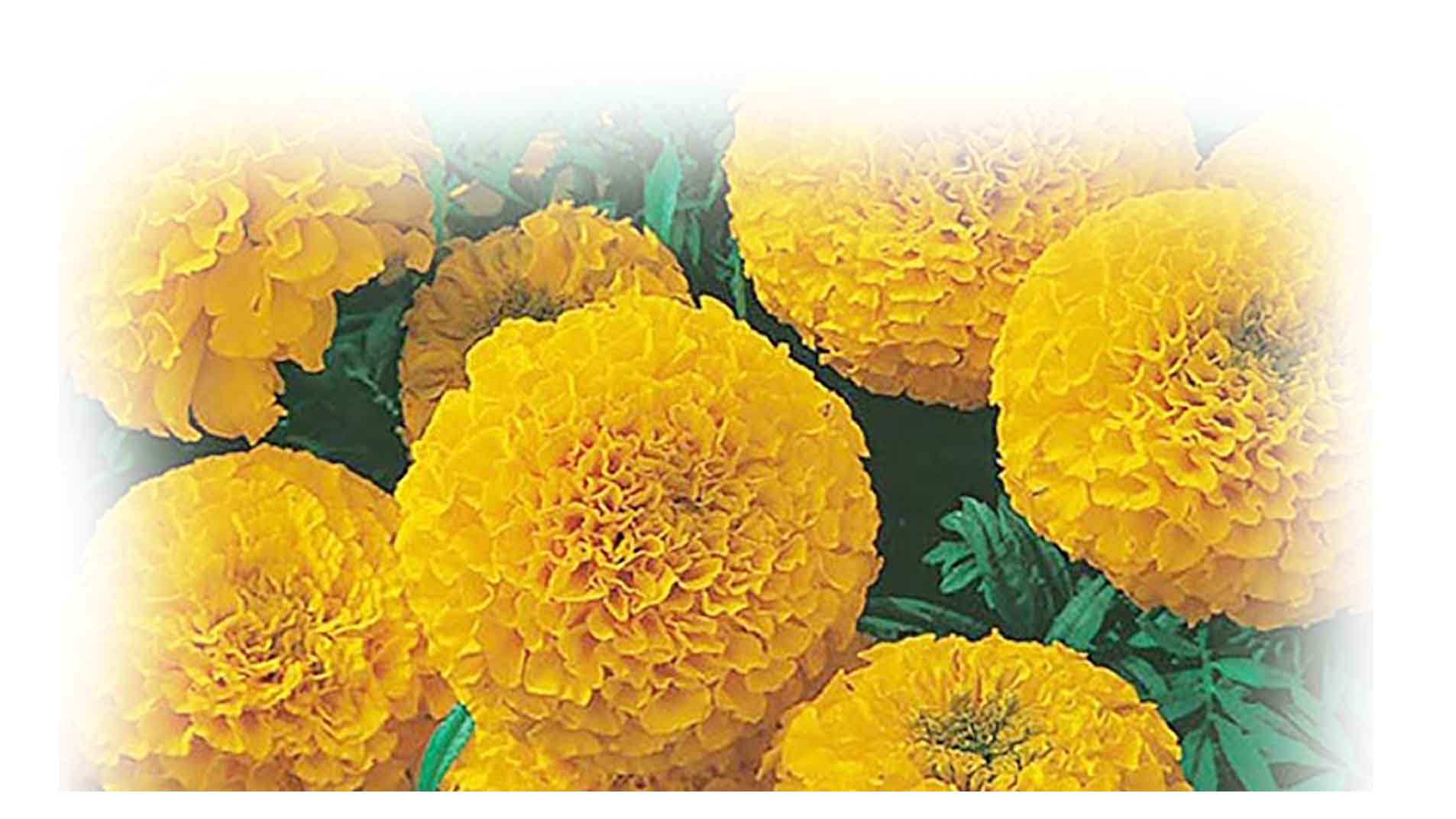 আমাদের ফুলগুলো