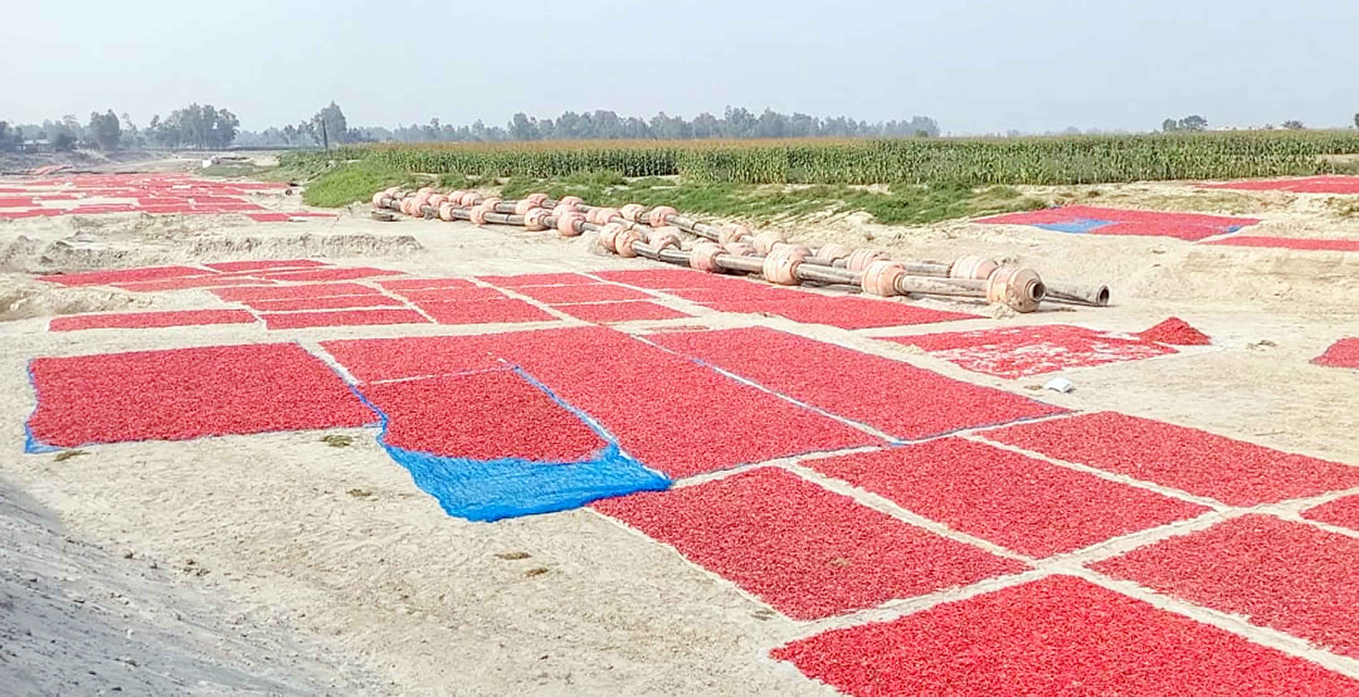 মরিচের বাম্পার ফলনেও হতাশ কৃষকরা