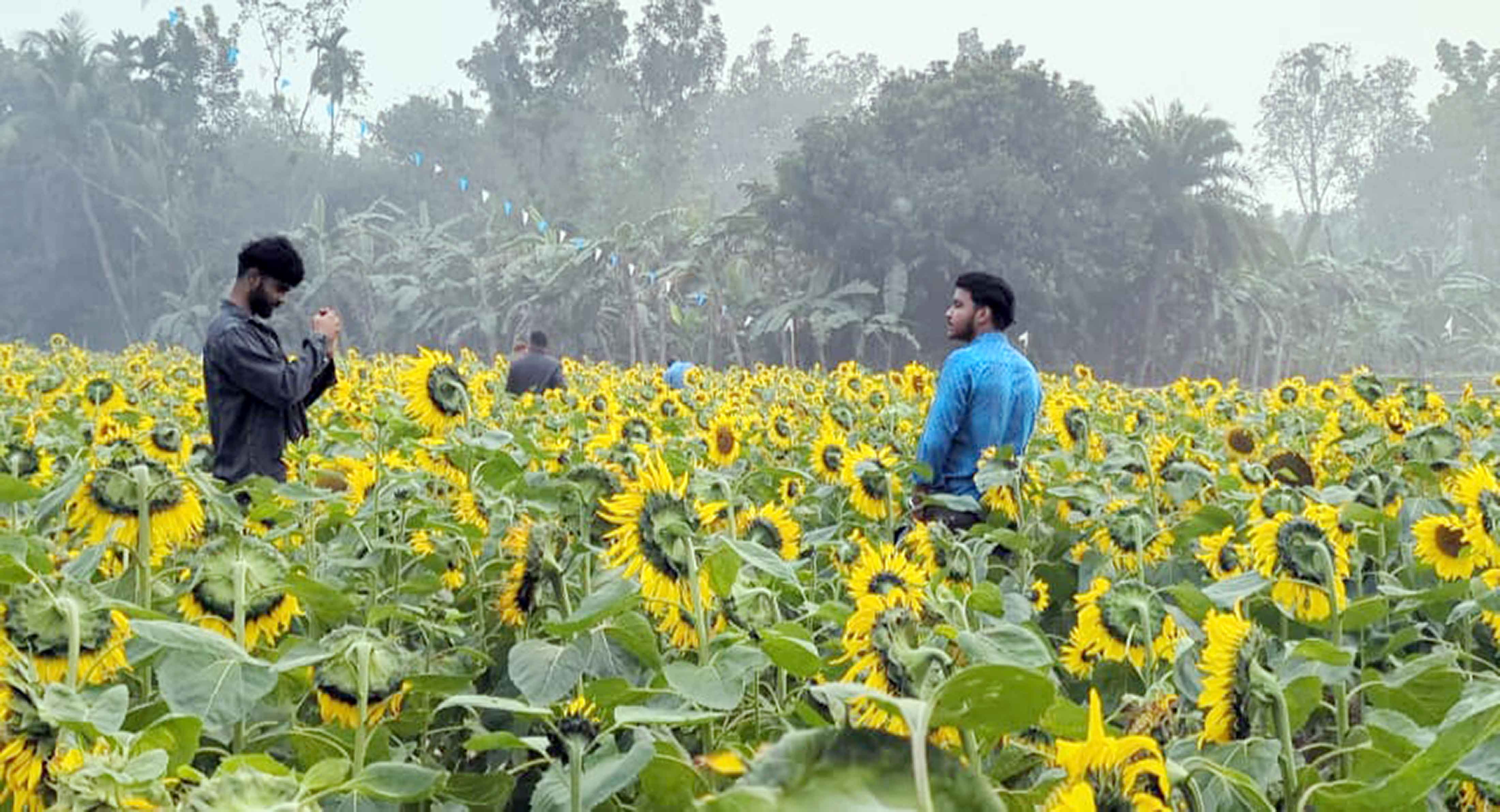 সূর্যমুখি ফুলের কৃষি খামার এখন বিনোদন কেন্দ্র