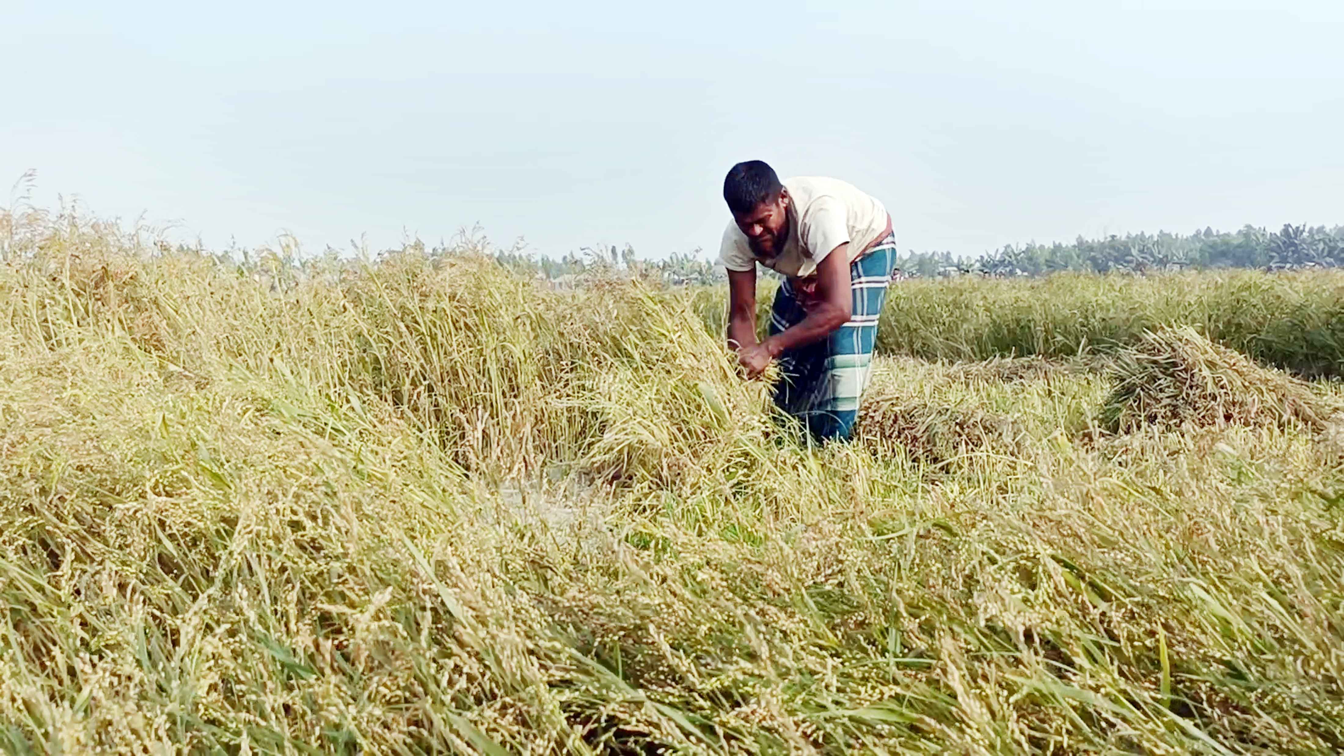 কুড়িগ্রামের বাজারে চাহিদা বাড়ায় জনপ্রিয় হচ্ছে 'চিনা' চাষ