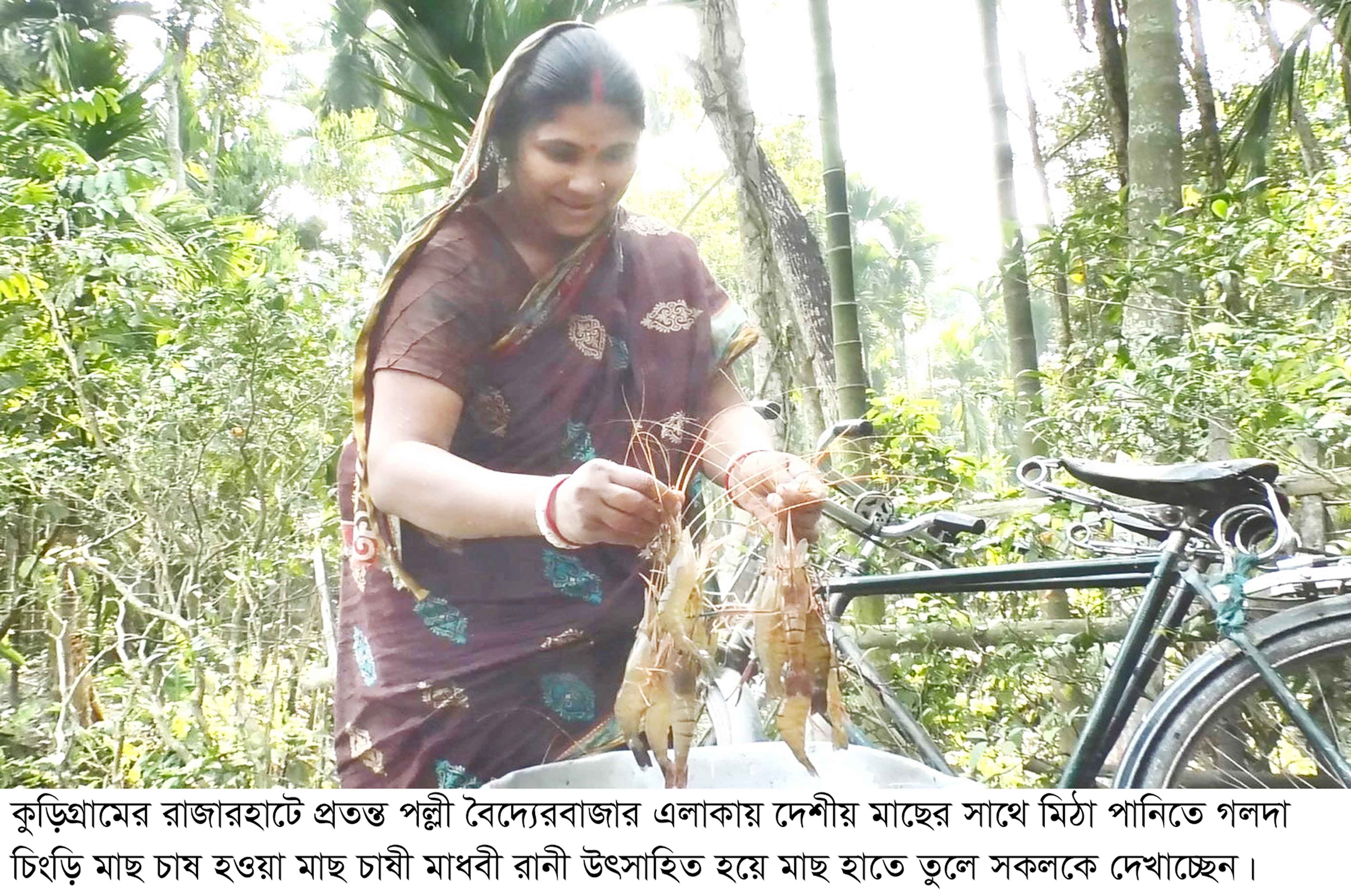 রাজারহাটের প্রত্যন্ত পলস্নীর পুকুরে মিঠা পানিতে গলদা চিংড়ি চাষ