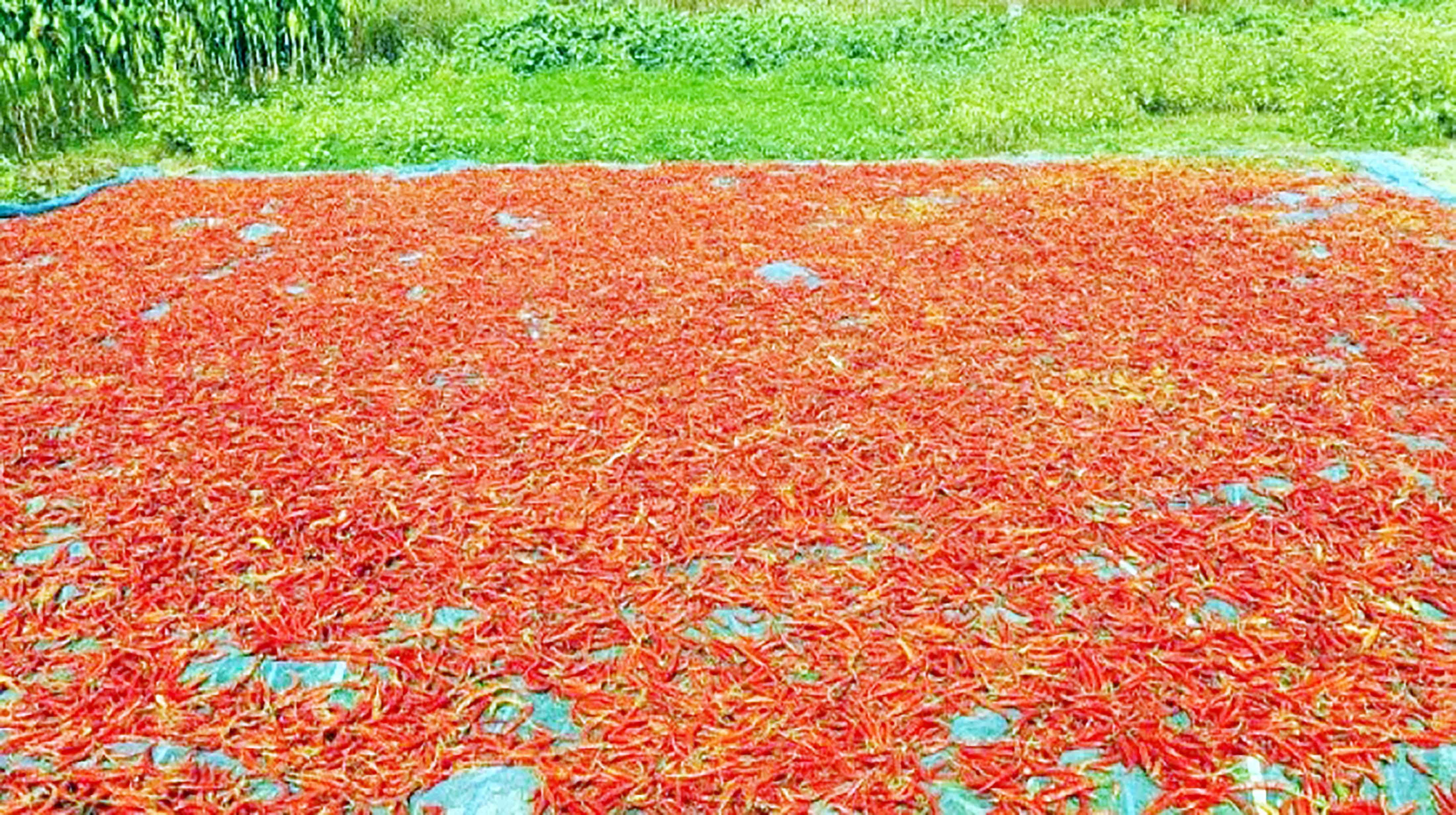 সিরাজগঞ্জে যমুনার চরাঞ্চল রাঙাচ্ছে লাল মরিচ