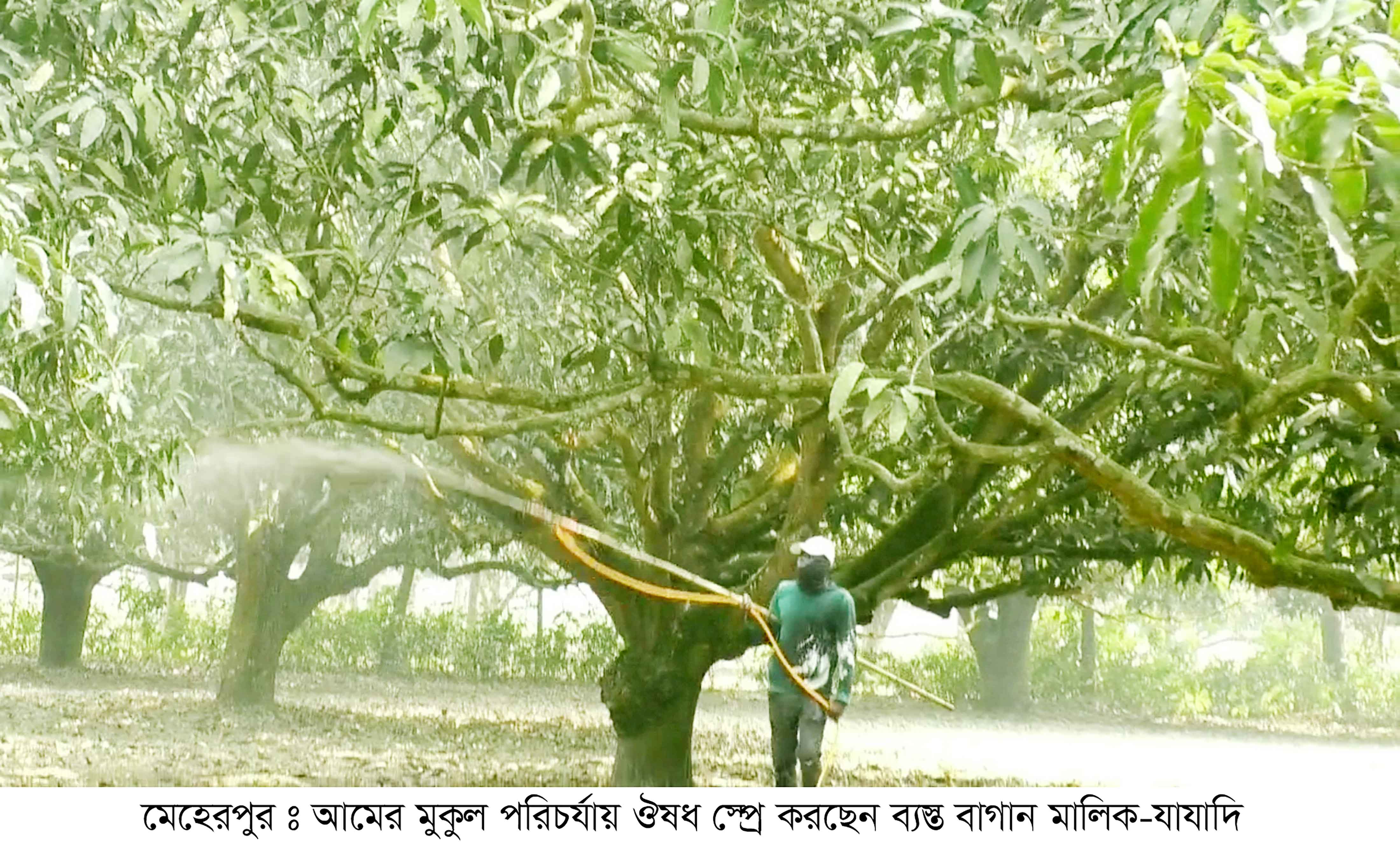মেহেরপুরে গাছে গাছে আমের মুকুলের সমারোহ