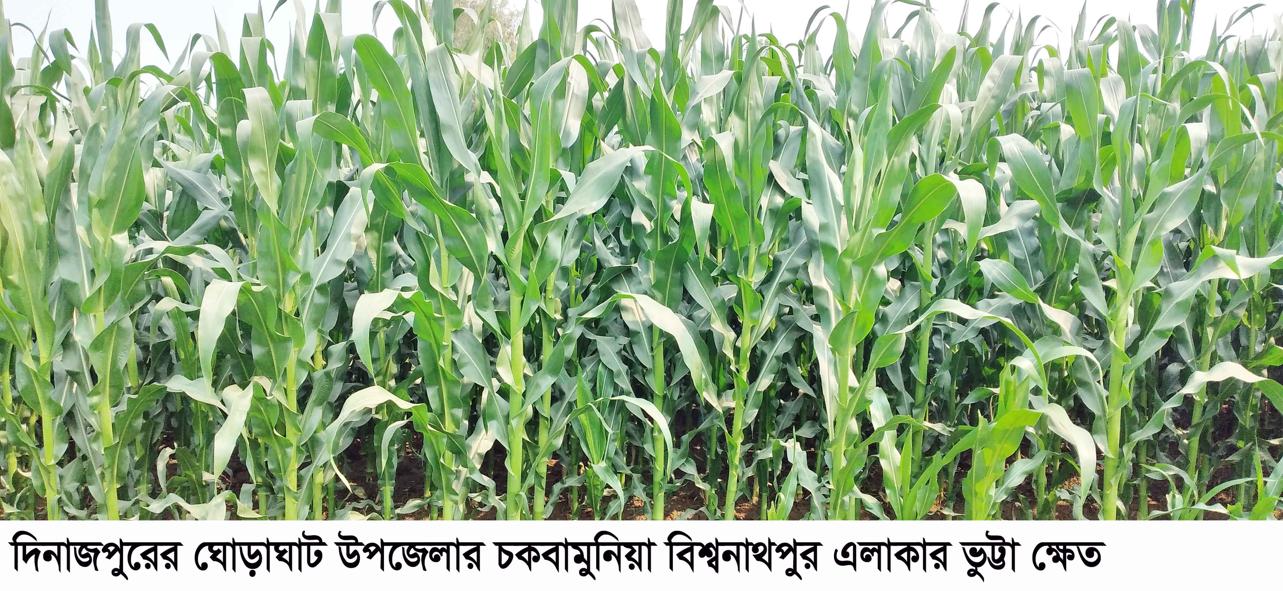 ঘোড়াঘাটে রেকর্ড পরিমান জমিতে ভুট্টা চাষ