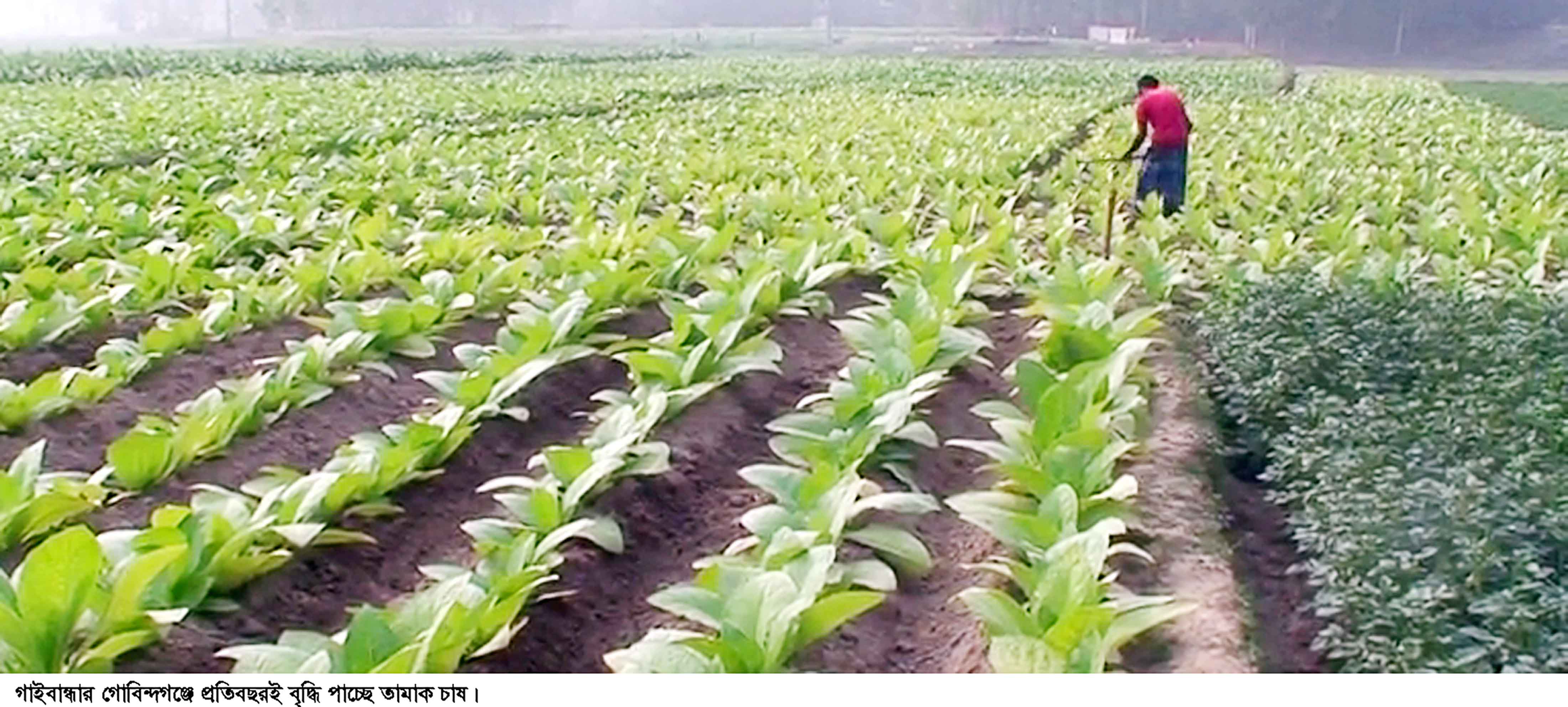 গোবিন্দগঞ্জে লাভের আশায় বাড়ছে তামাক চাষ