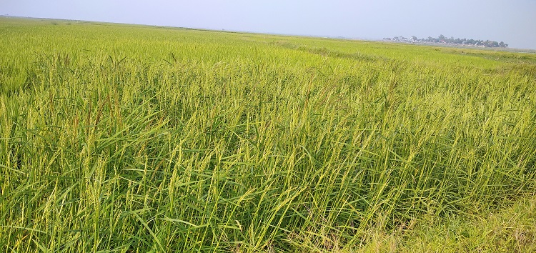 হাওরে ইরি বোরো ধানের বাম্পার ফলনের সম্ভাবনা