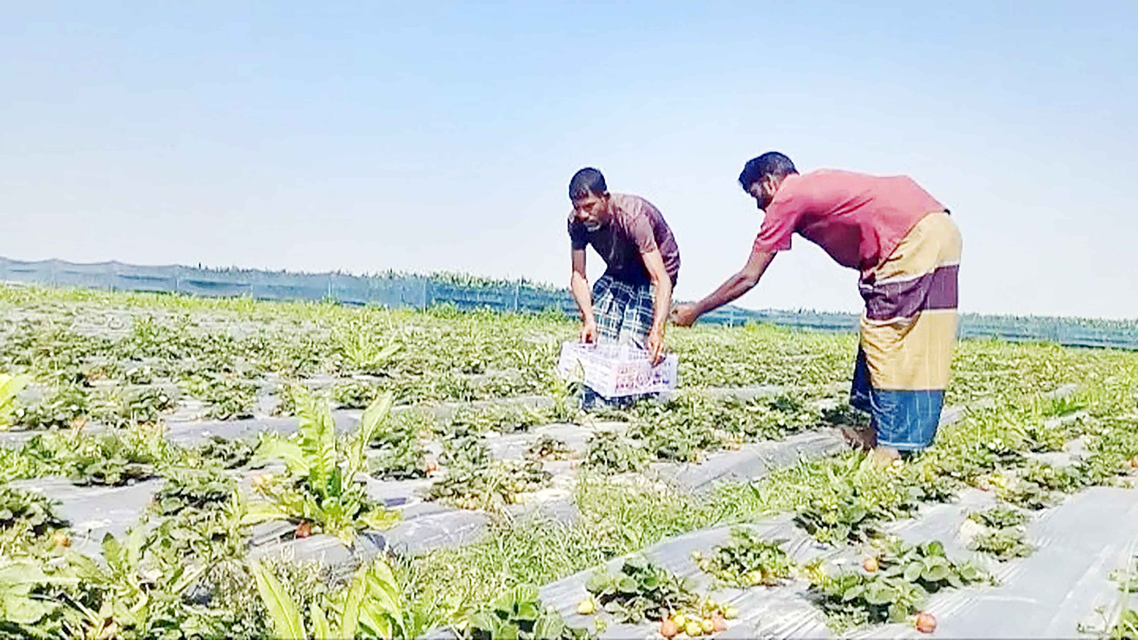 কুড়িগ্রামে তিস্তার চরে স্ট্রবেরি চাষ