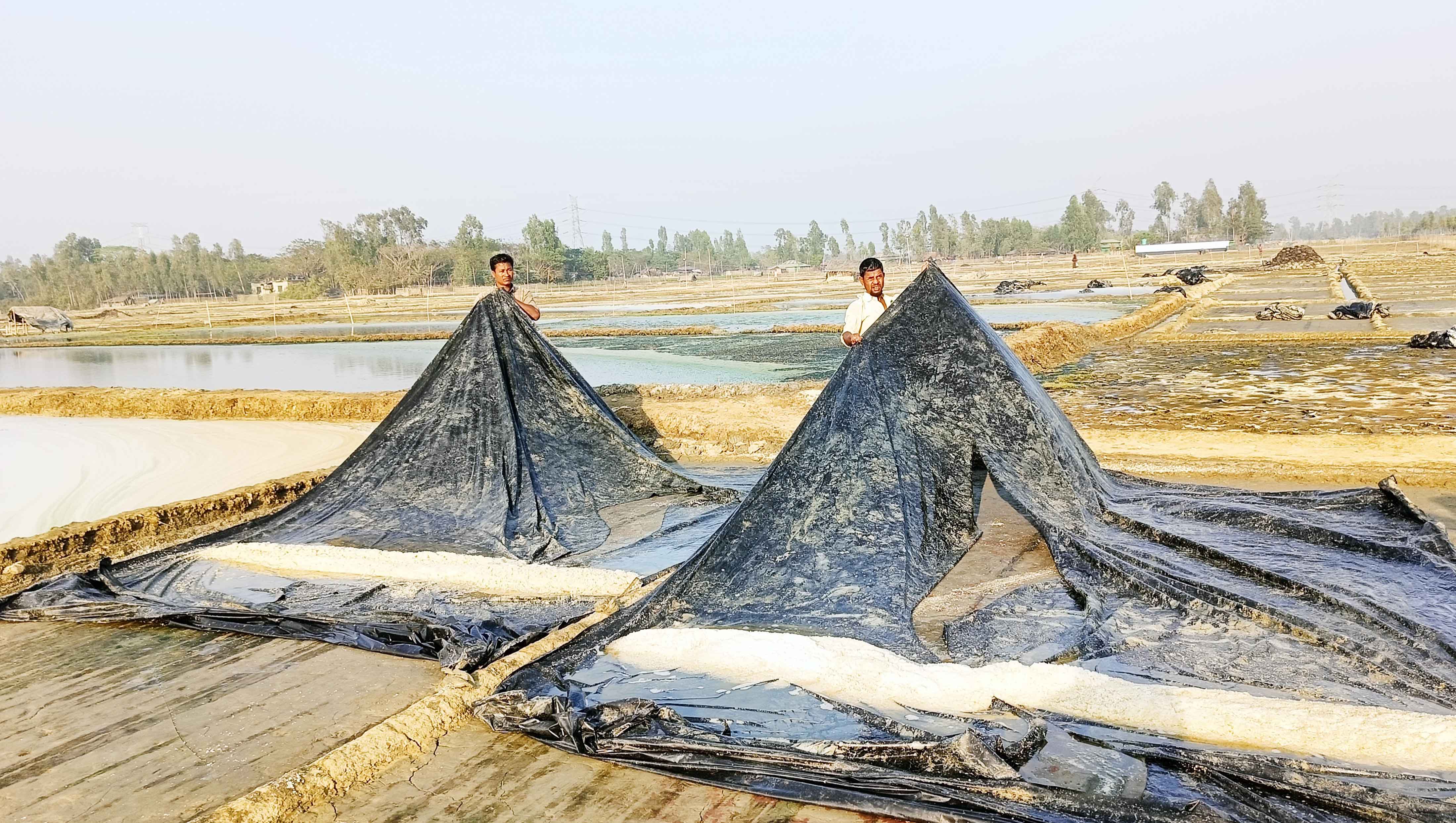 বাঁশখালীতে লবণ মাঠের পলিথিন কেটে শত্রম্নতা