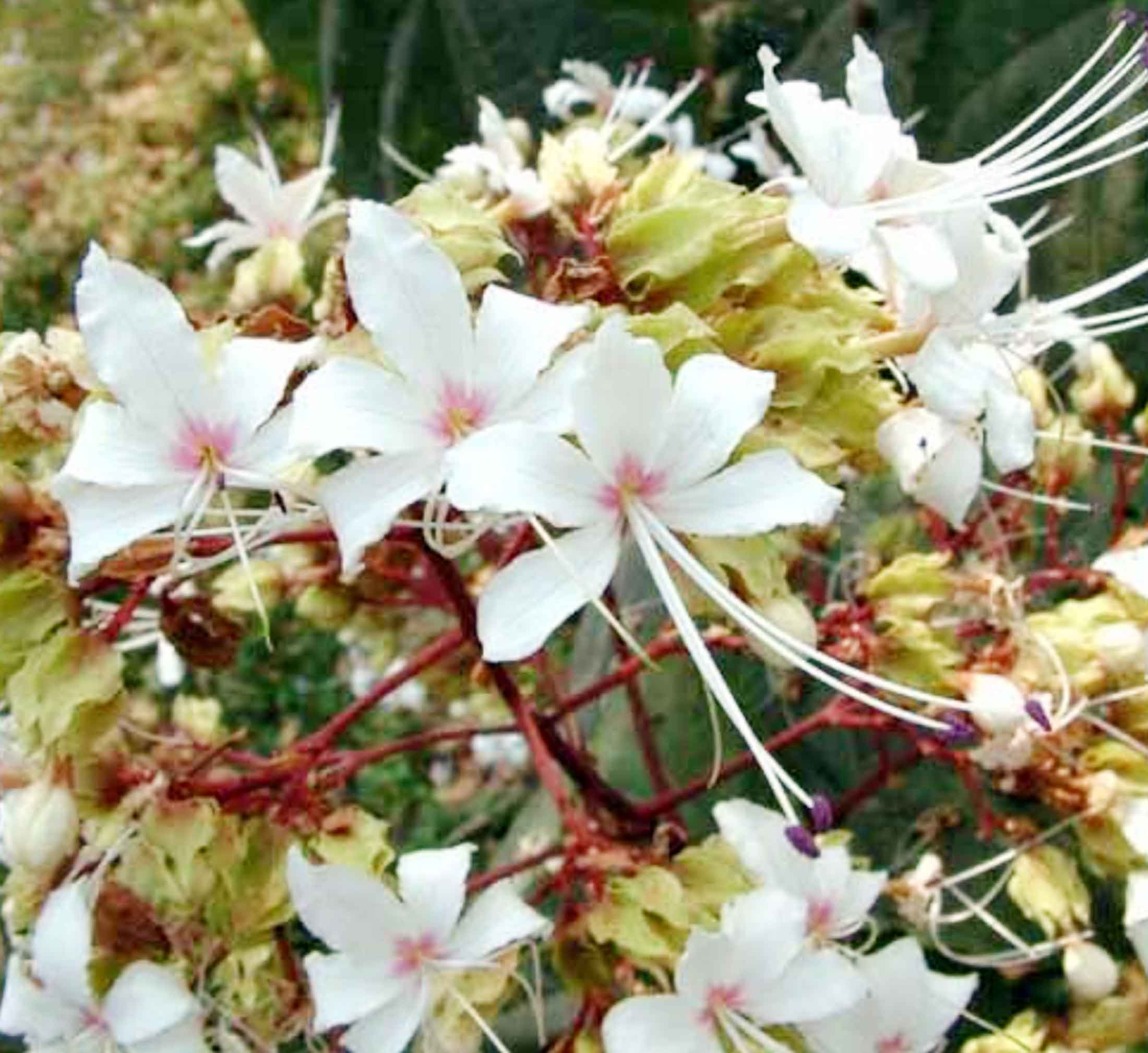 লোহাগড়ার পথে-প্রান্তরে ফাগুনের মুগ্ধতা ছড়াচ্ছে ভাটি ফুলদ