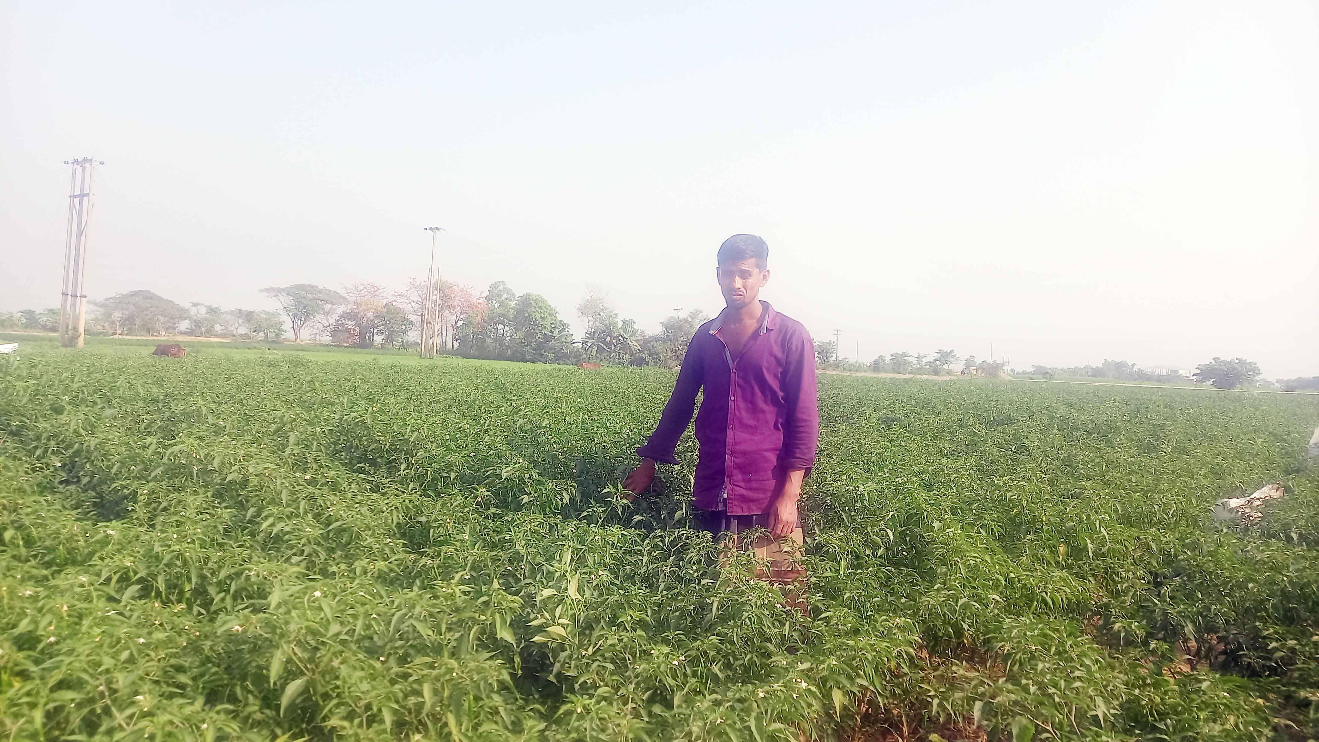আজমিরীগঞ্জে লোকসানের শঙ্কায় অর্ধশতাধিক কাঁচা মরিচ চাষি