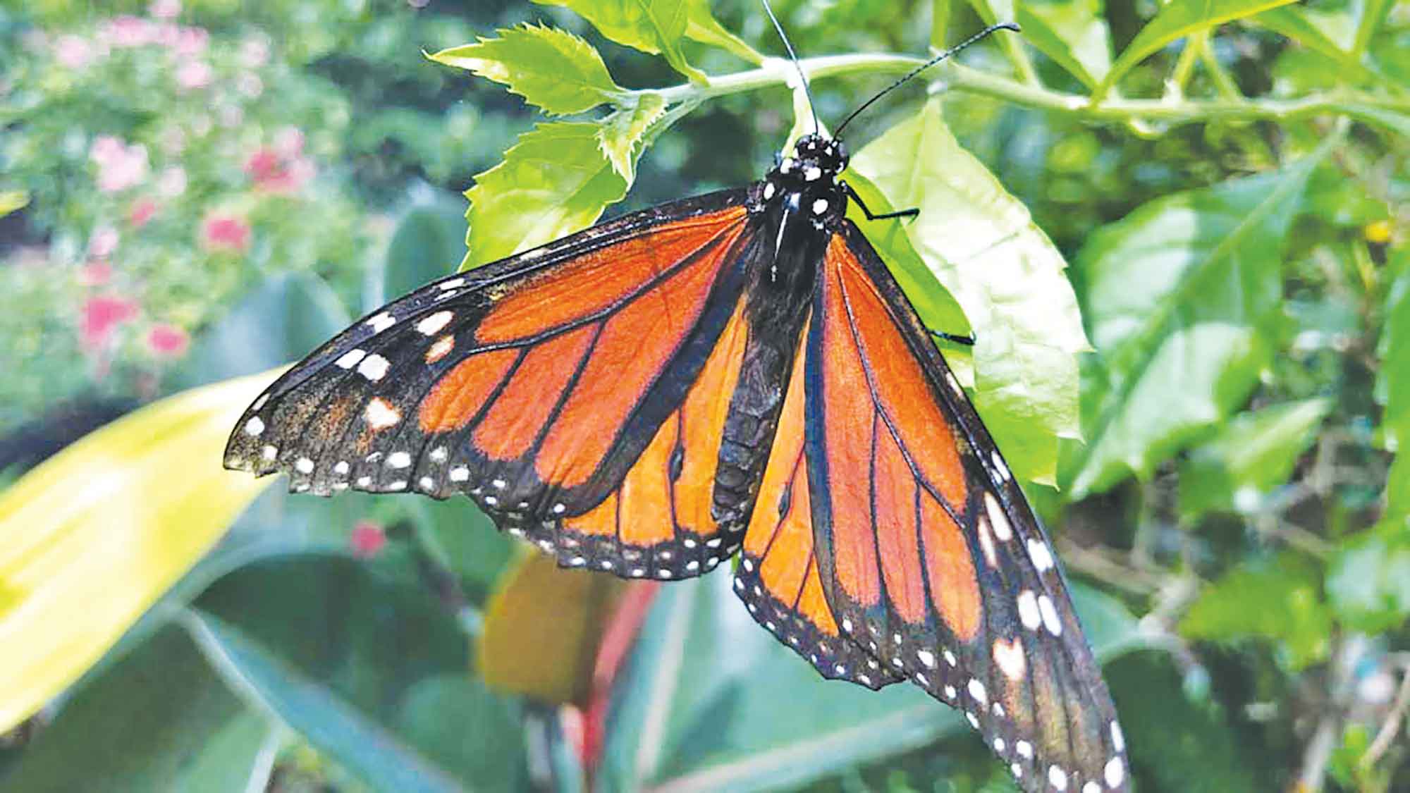 যুক্তরাষ্ট্র ২০ বছরে হারিয়েছে ২২% প্রজাপতি