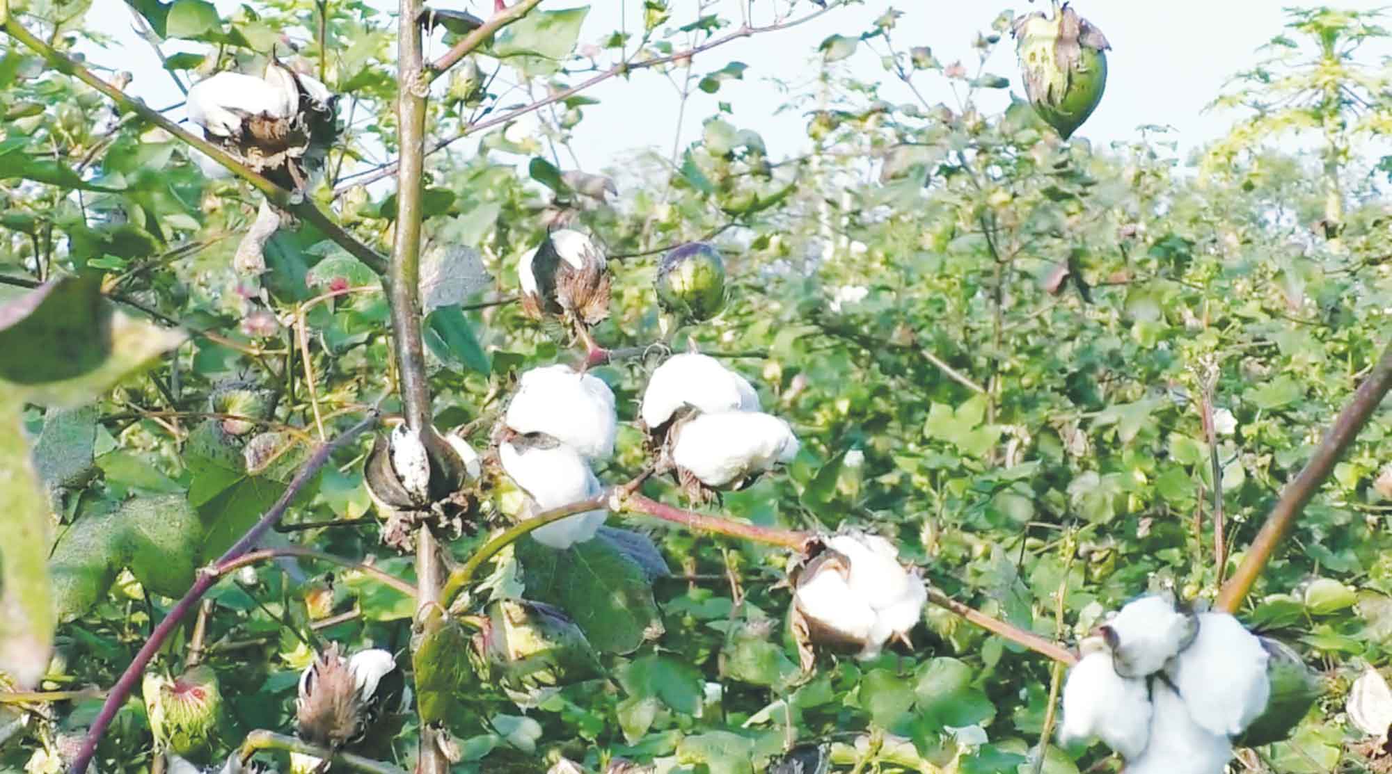 মেহেরপুরে তুলার ভালো ফলন ও লাভের আশা কৃষকের