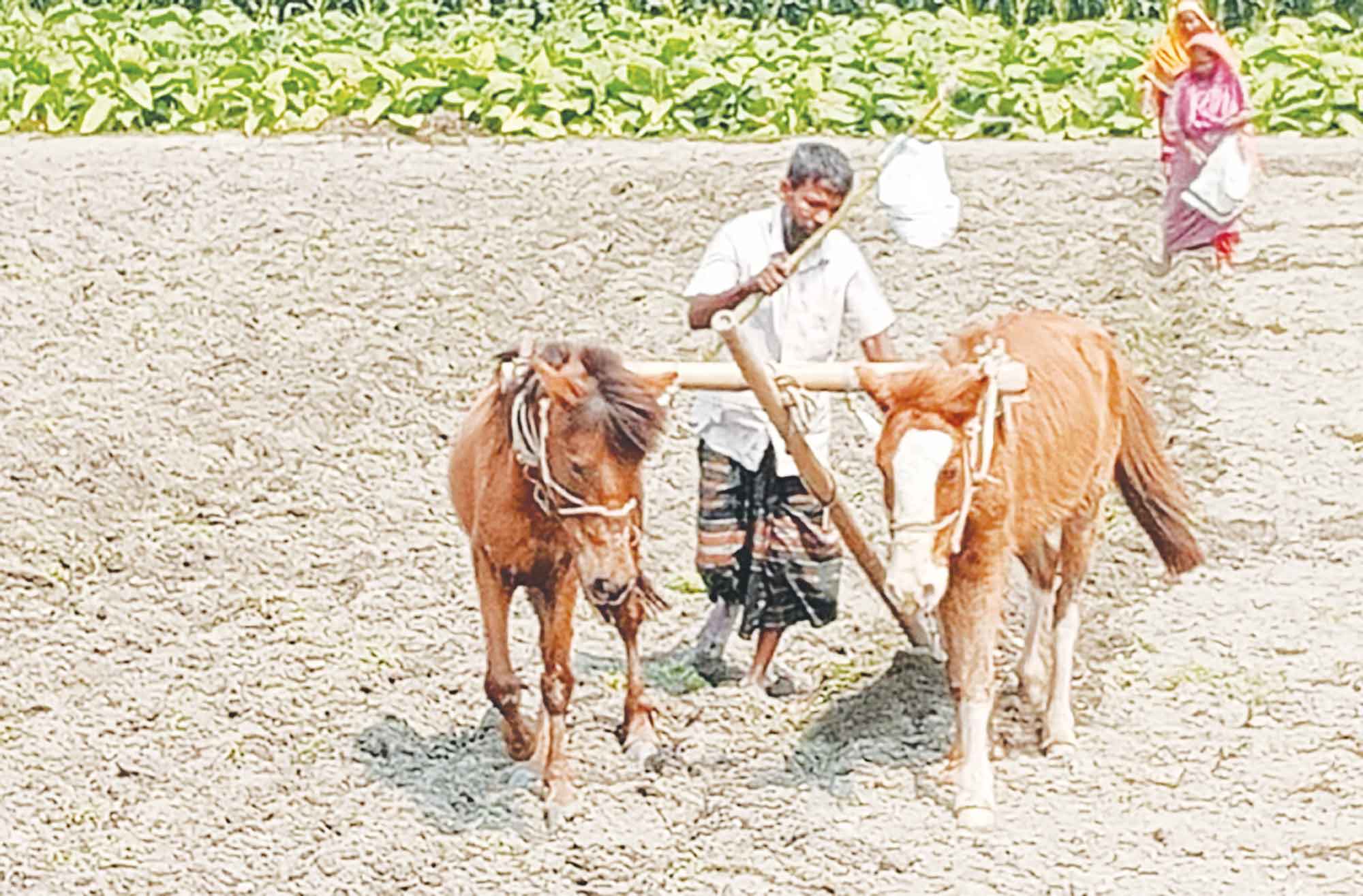 ঘোড়ার হালে জীবনযুদ্ধ