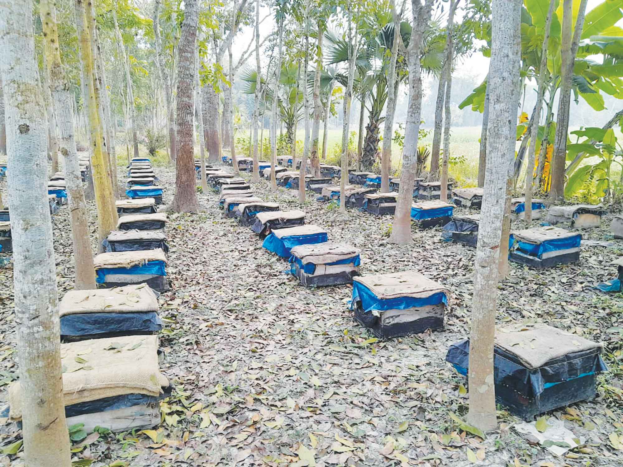 শিবচরে মধু সংগ্রহে ব্যস্ত মৌ চাষিরা