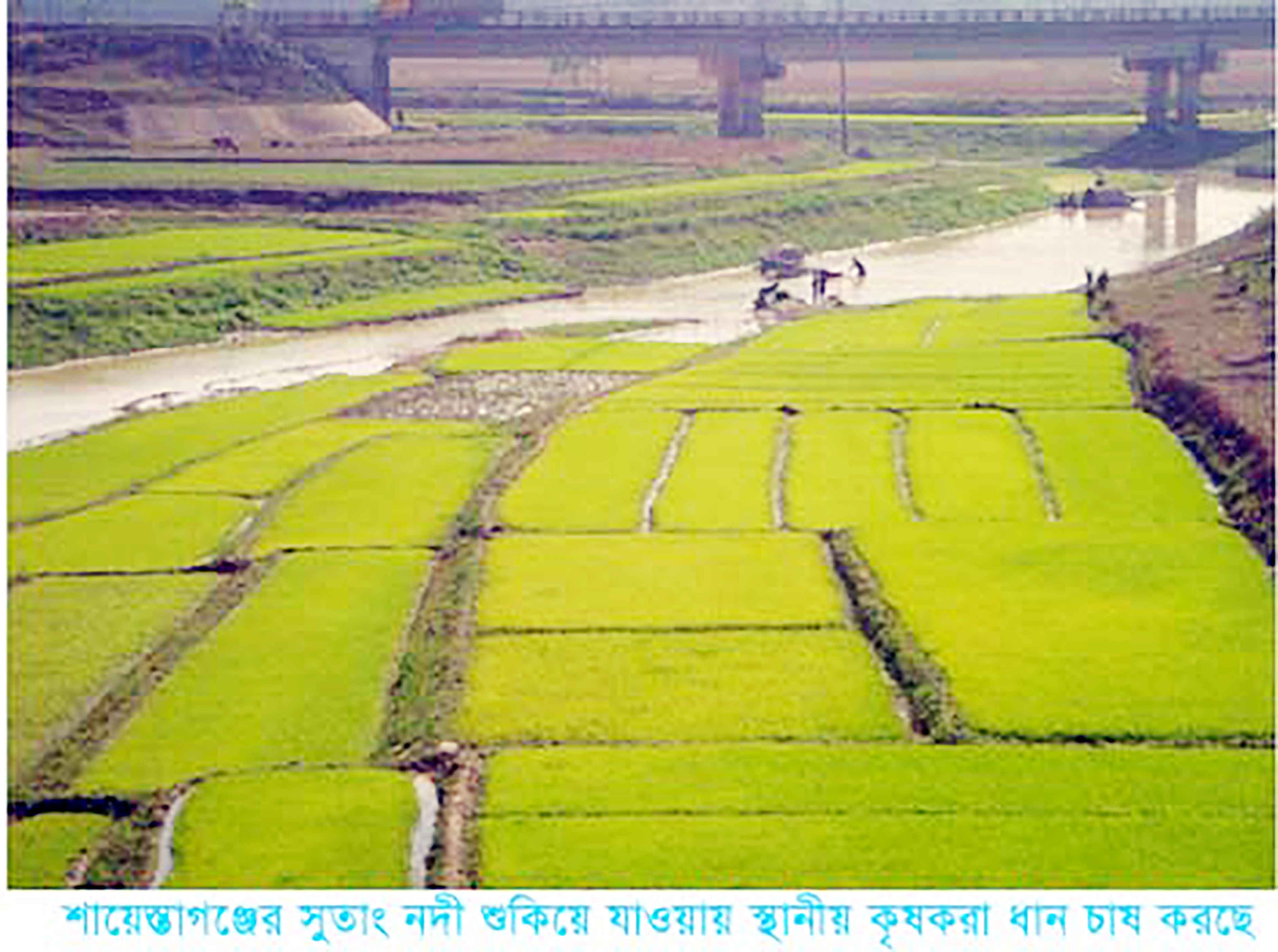 শায়েস্তাগঞ্জে খরস্রোতা সুতাং নদী এখন সবুজের সমারোহ