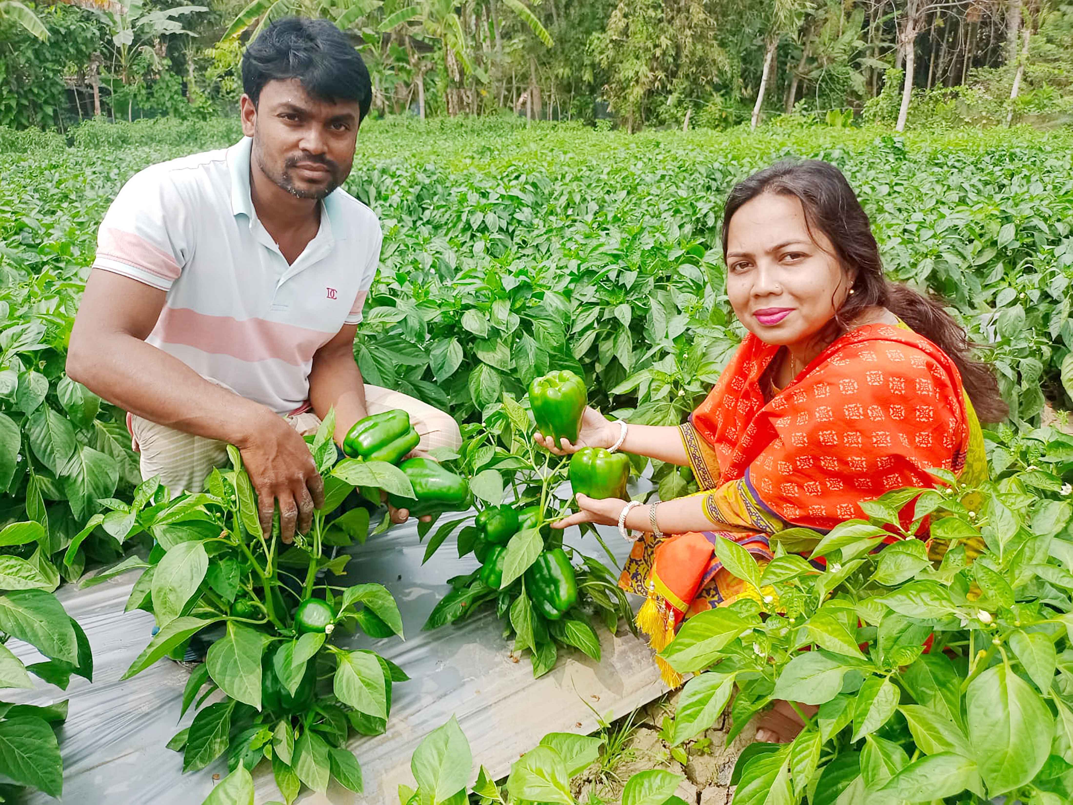 ক্যাপসিকাম চাষে সফলতা তবে দাম নিয়ে দুশ্চিন্তা